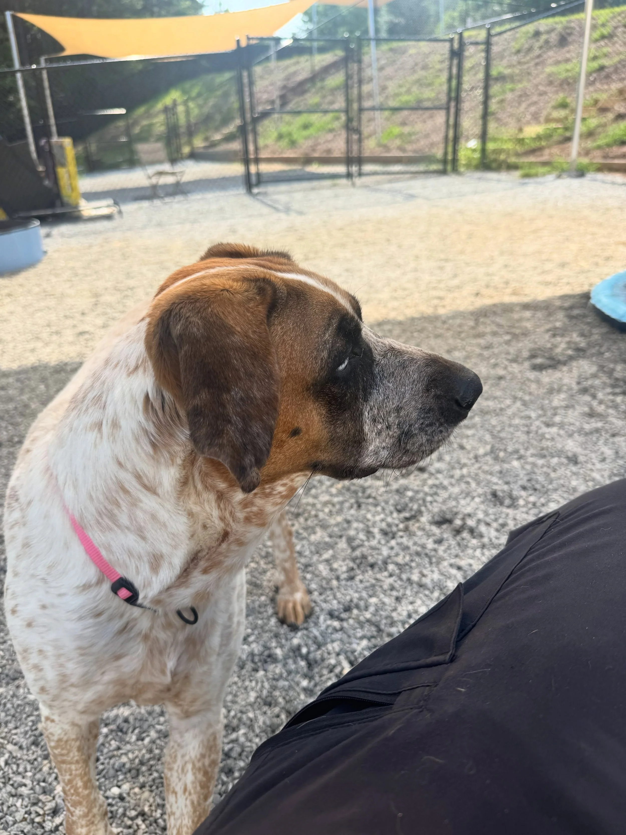Chogi and I had us some girl time this morning 🥰🥰 #dogboarding #dogtraining #dogsofinstagram