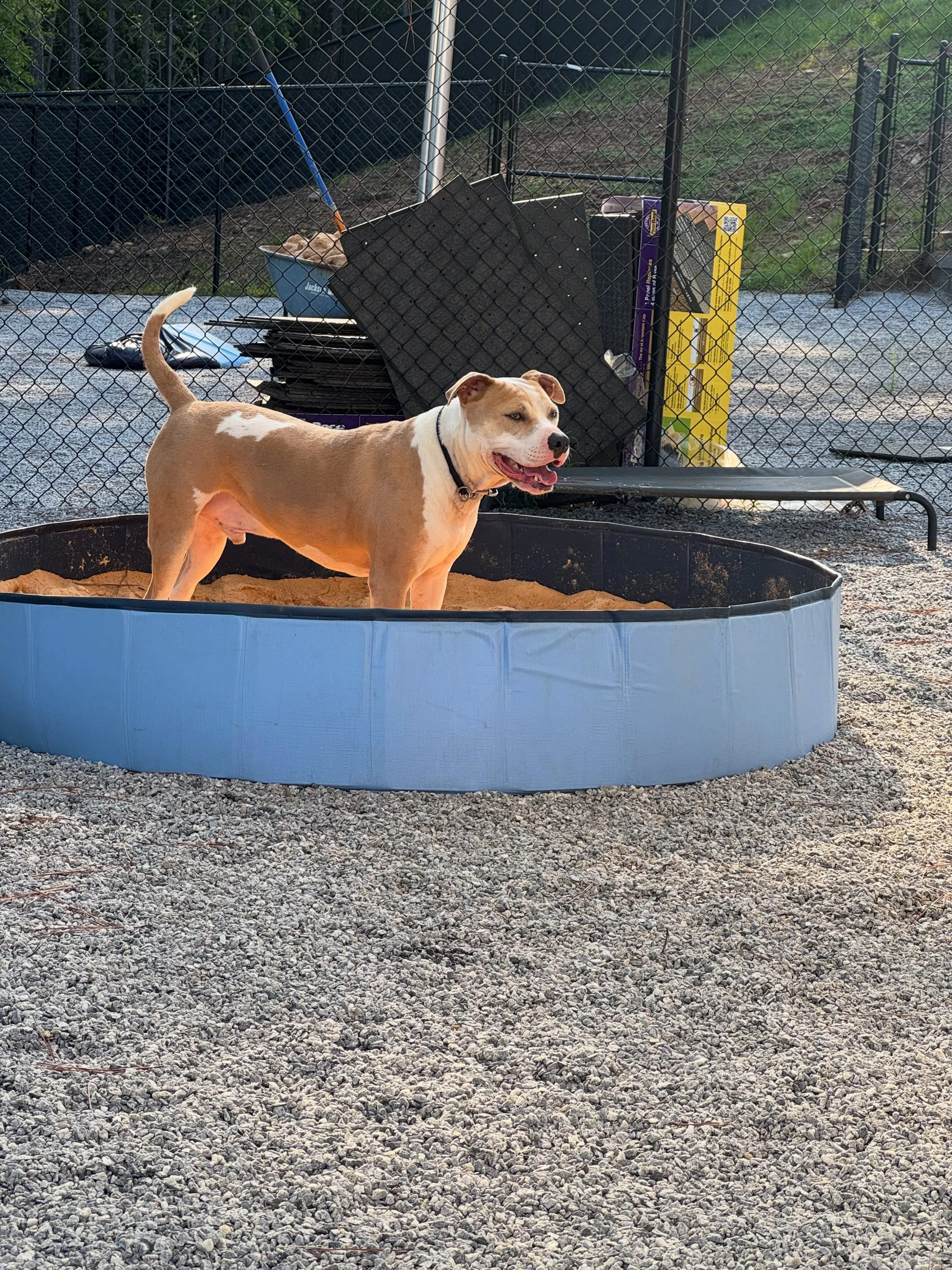 Mr. Bennet - can&rsquo;t decide if the sand or the water are more fun 😂 #dogboarding #dogtraining #dogsofinstagram