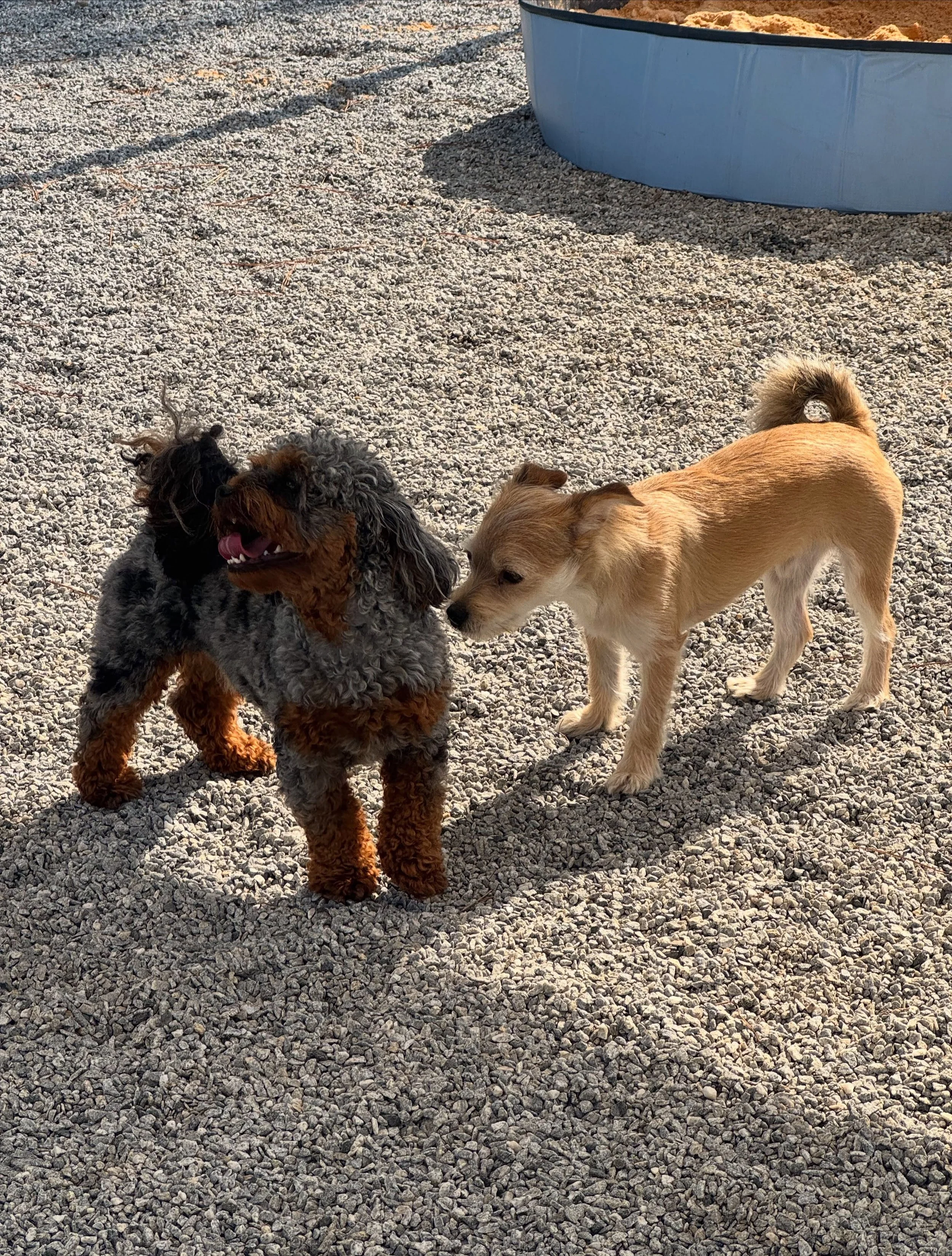 Kenny and Louie just hanging out #dogboarding #dogtraining #dogsofinstagram
