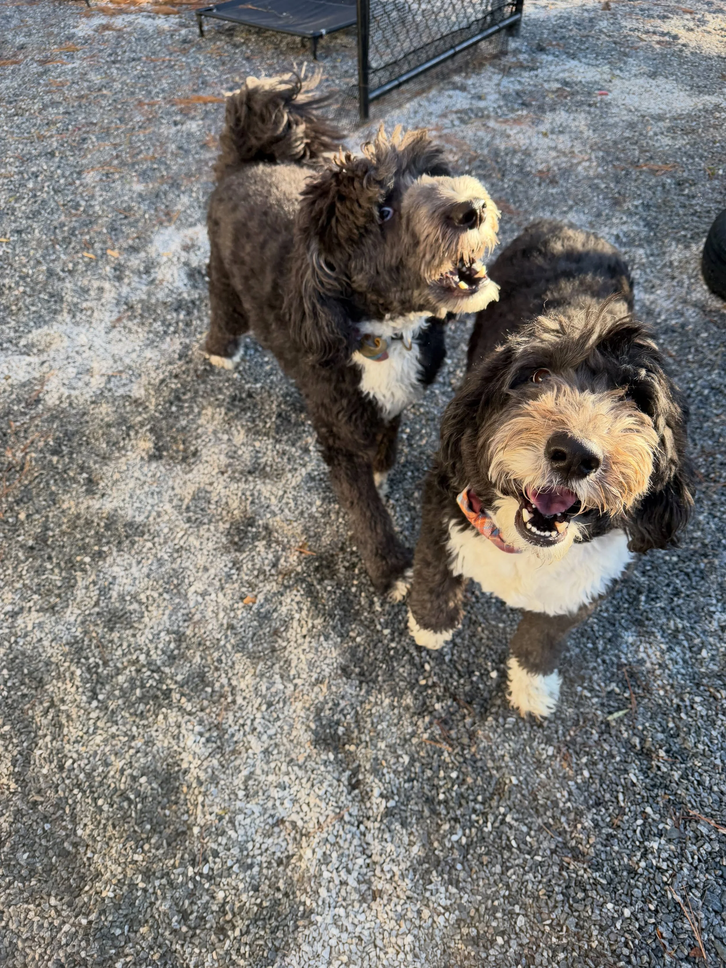 Theodore and Henry were very opinionated today 😂😂 #dogboarding #dogtraining #dogsofinstagram