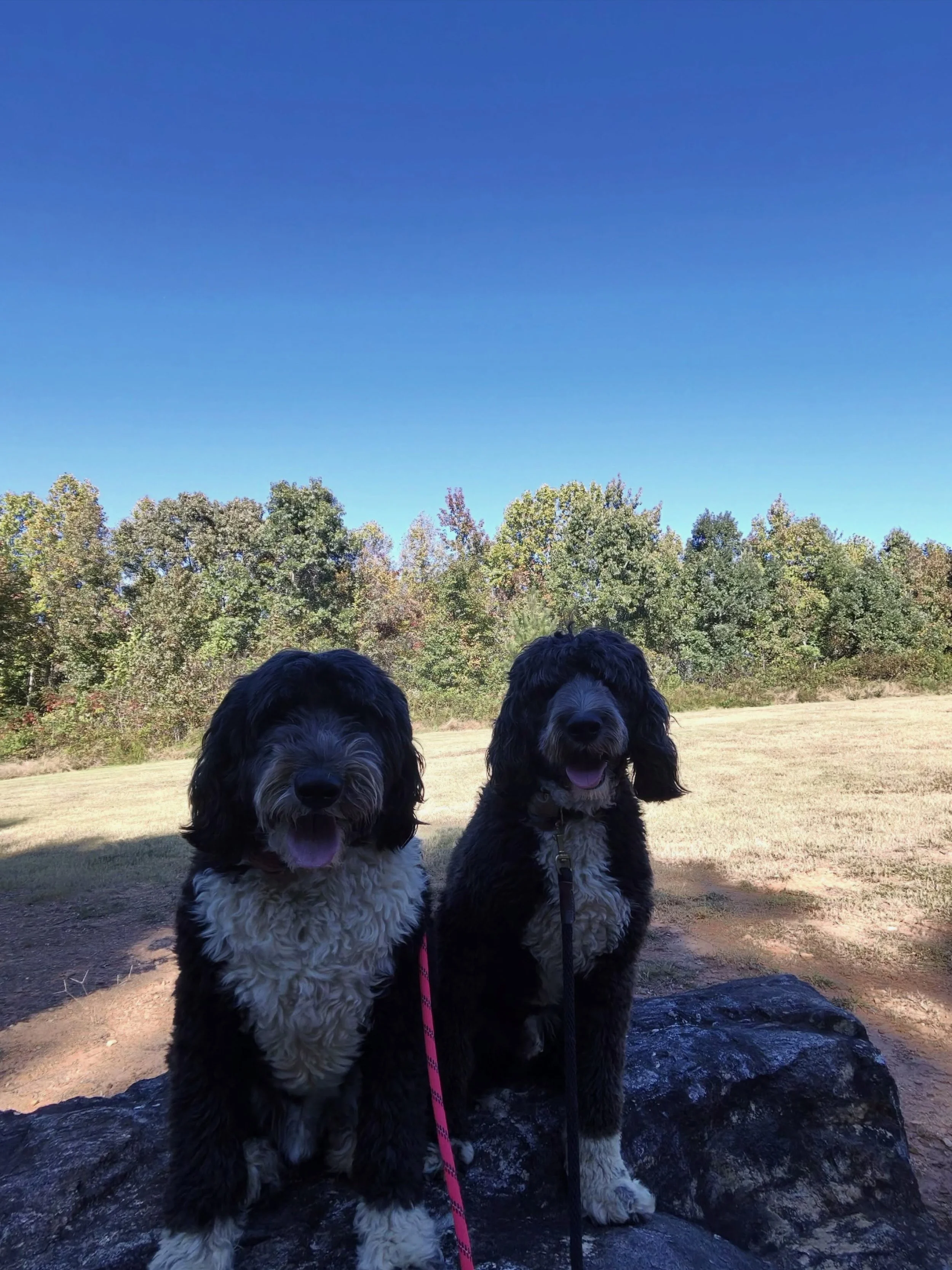 Field trip time! Henry and Theodore got out today for their field trip and enjoyed exploring and hanging out in this beautiful weather #dogboarding #dogtraining #dogsofinstagram