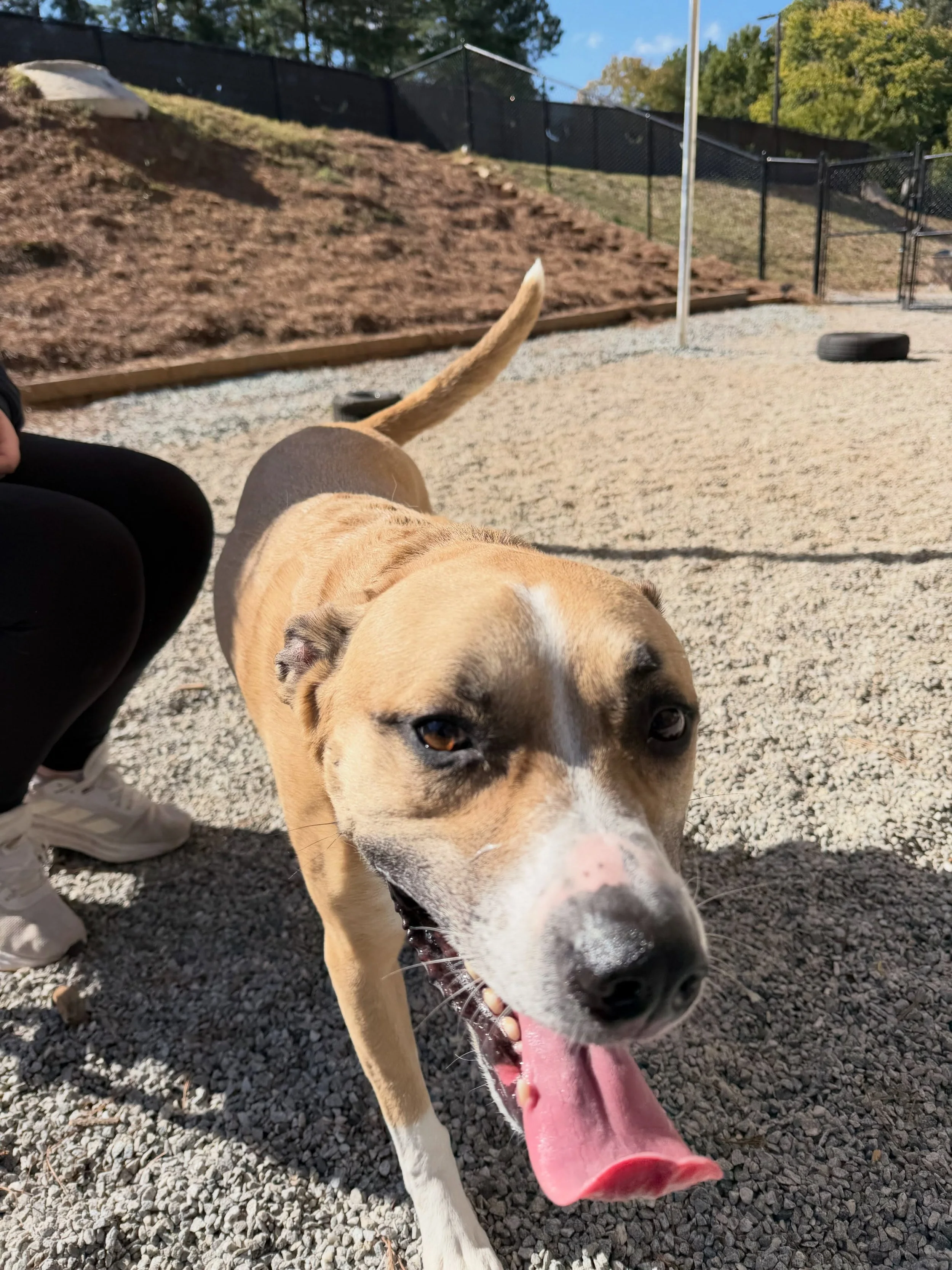 Chaos had his first day here with us today and I think he liked it 😅😅 - we can&rsquo;t wait to spend more time with him!! #dogboarding #dogtraining #dogsofinstagram