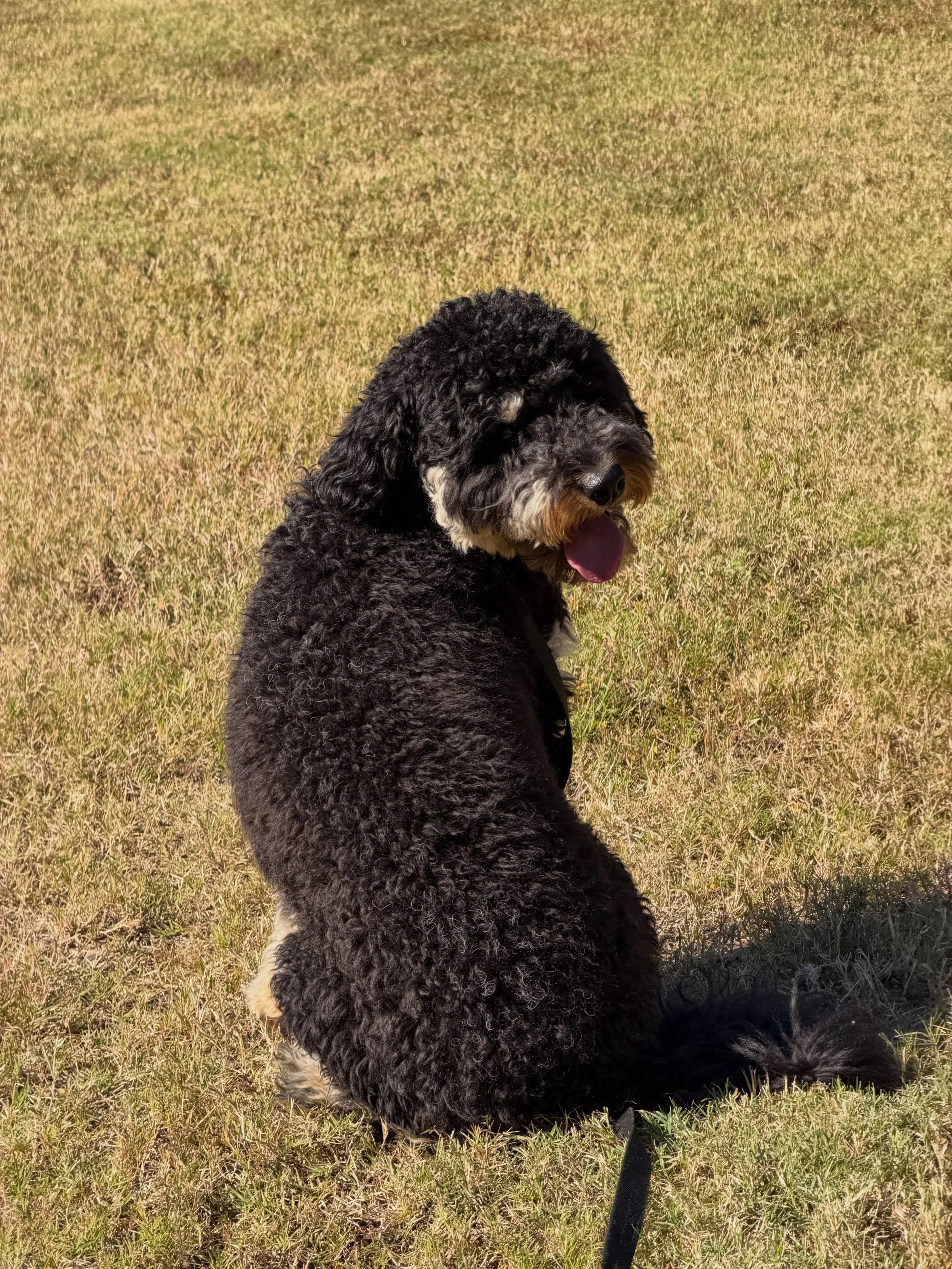 Newt is back for another week and we immediately went and had some fun this afternoon!! ❤️❤️ #dogsofinstagram #dogtraining #dogboarding