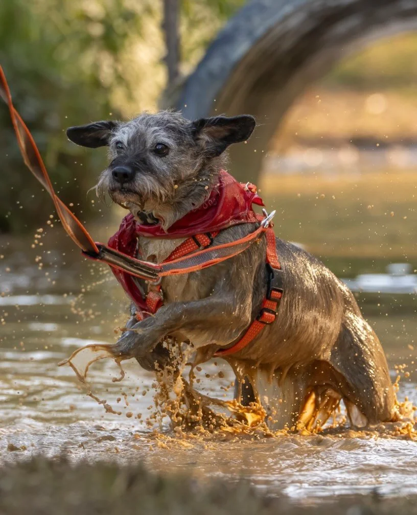❤️❤️❤️ #oneworldcanineobstaclerun #dogsofinstagram #dogmomlife #dogmom