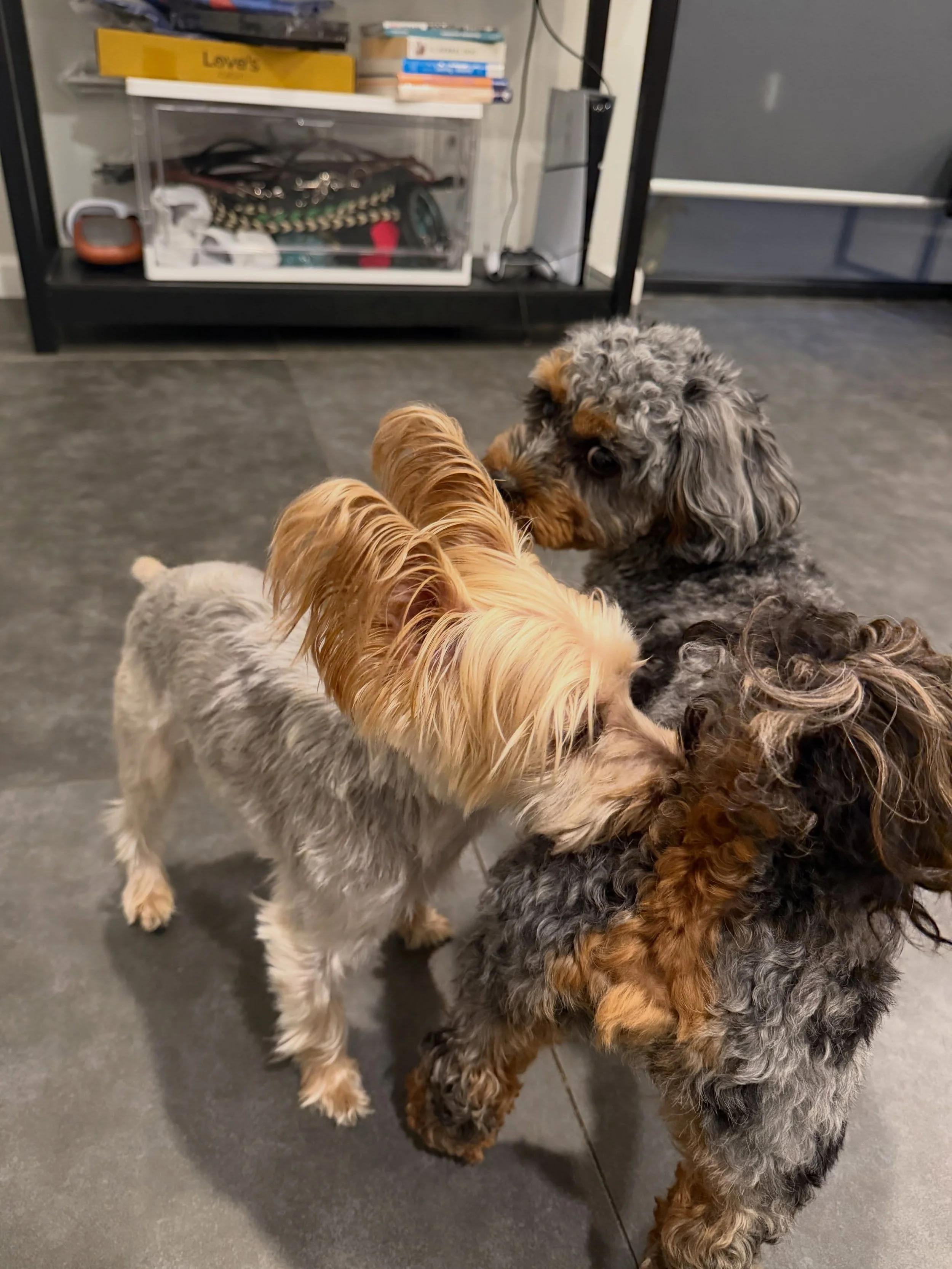 Kenny and King just checking each other out ❤️❤️ #dogboarding #dogtraining #dogsofinstagram