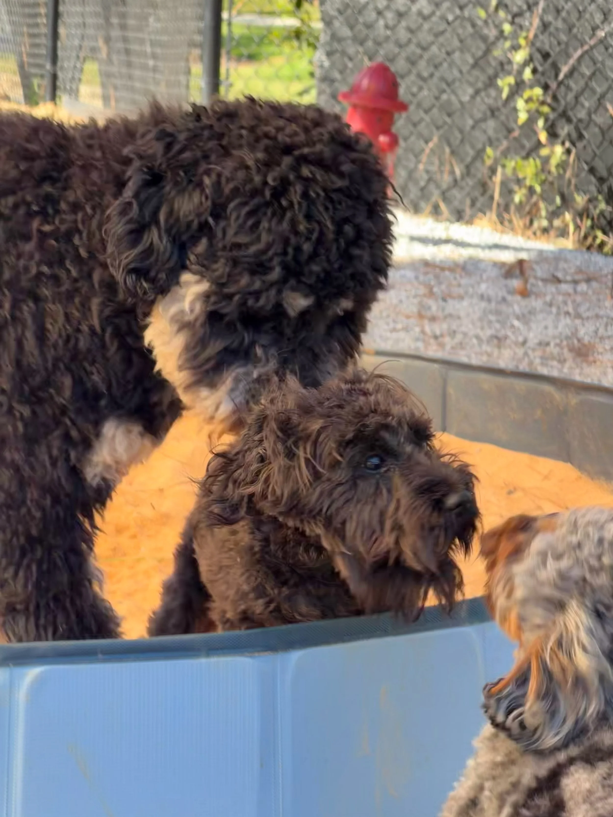Newt, Lulu and Kenny just hanging out 🥰 #dogboarding #dogtraining #dogsofinstagram