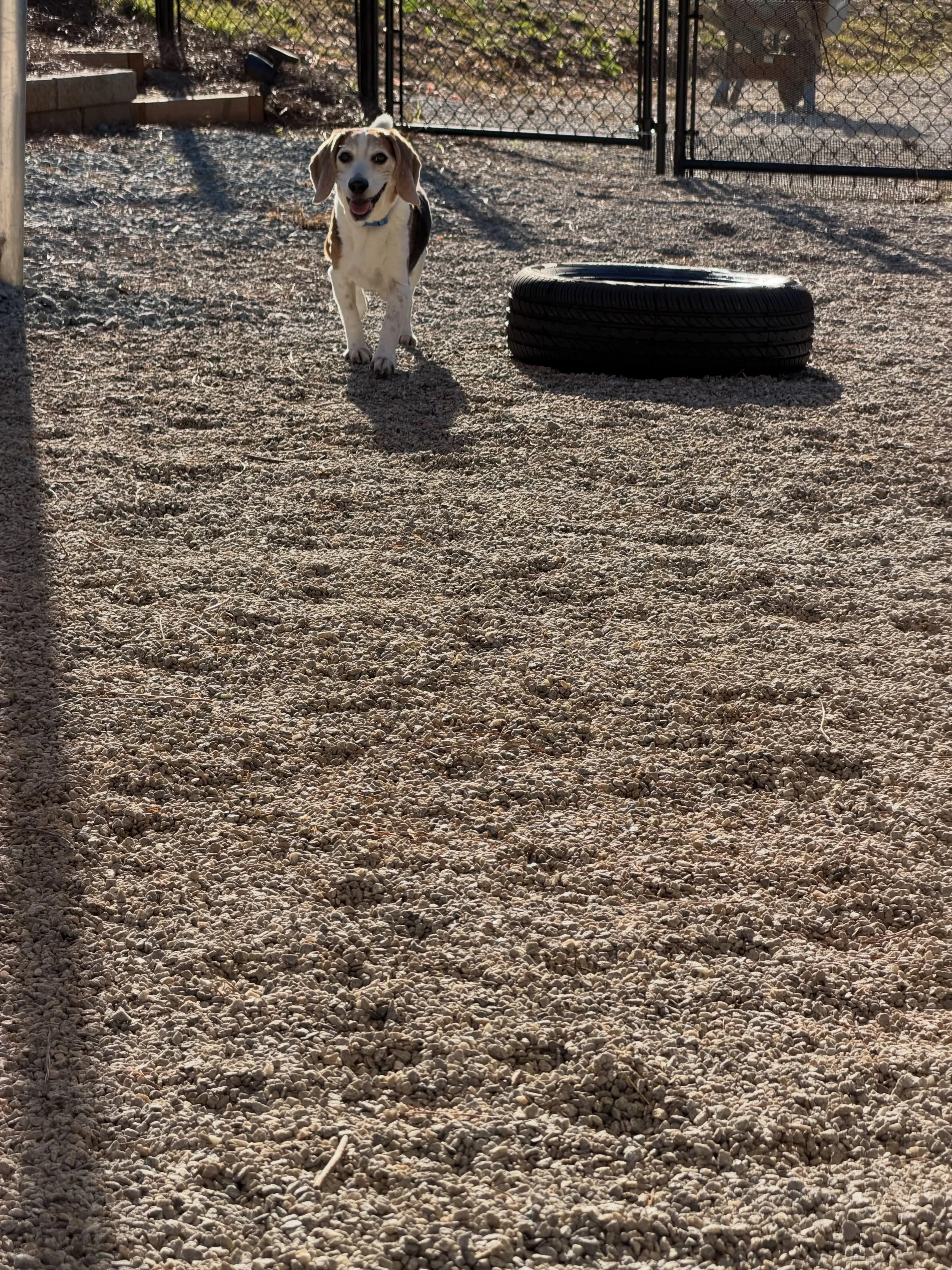 Neiko is loving this weather today ❤️❤️ #dogboarding #dogtraining #dogsofinstagram