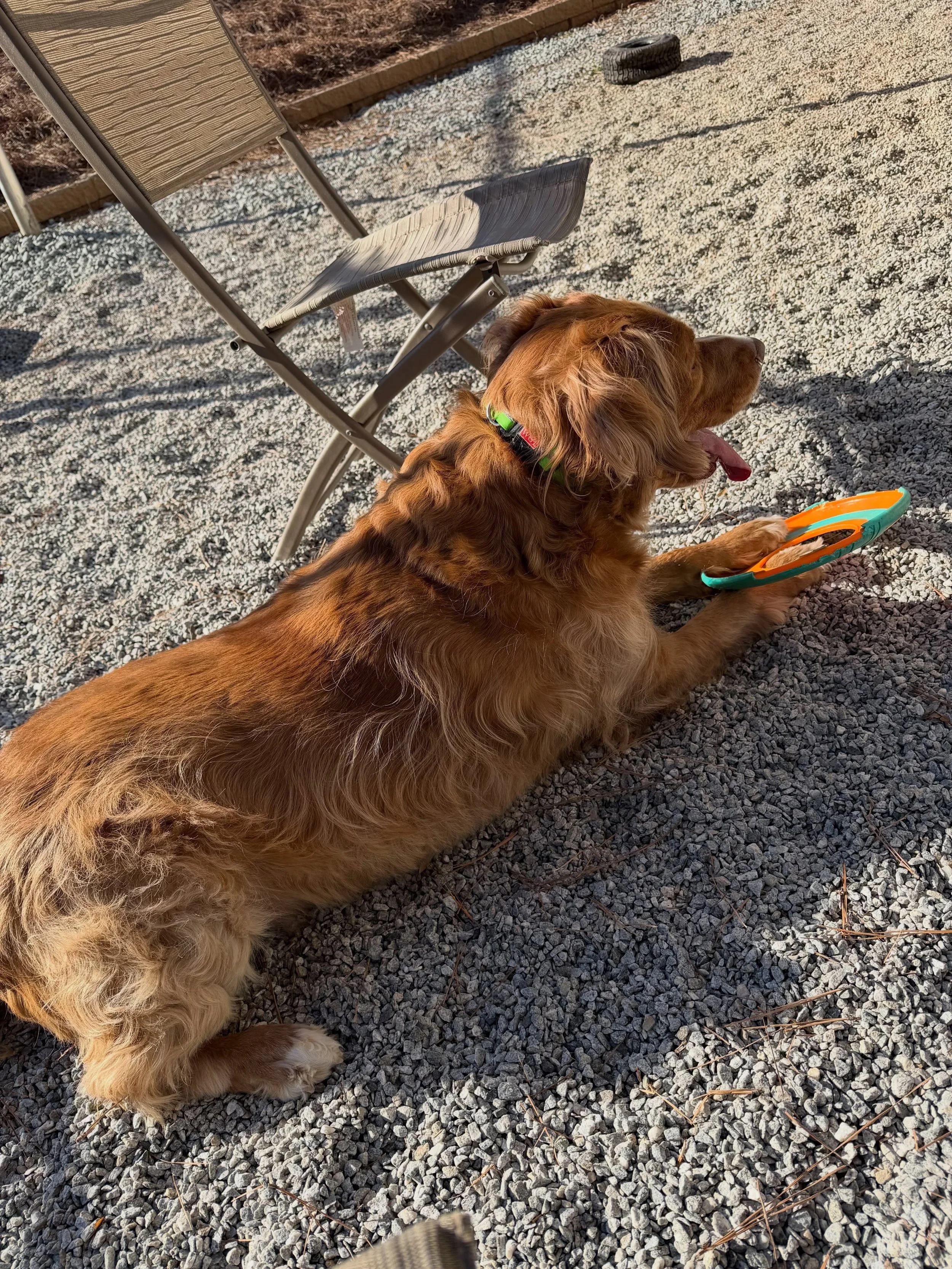 Teddy came by for a quick weekend and we just did what he loves best - hang out outside ❤️❤️ #dogboarding #dogtraining #dogsofinstagram