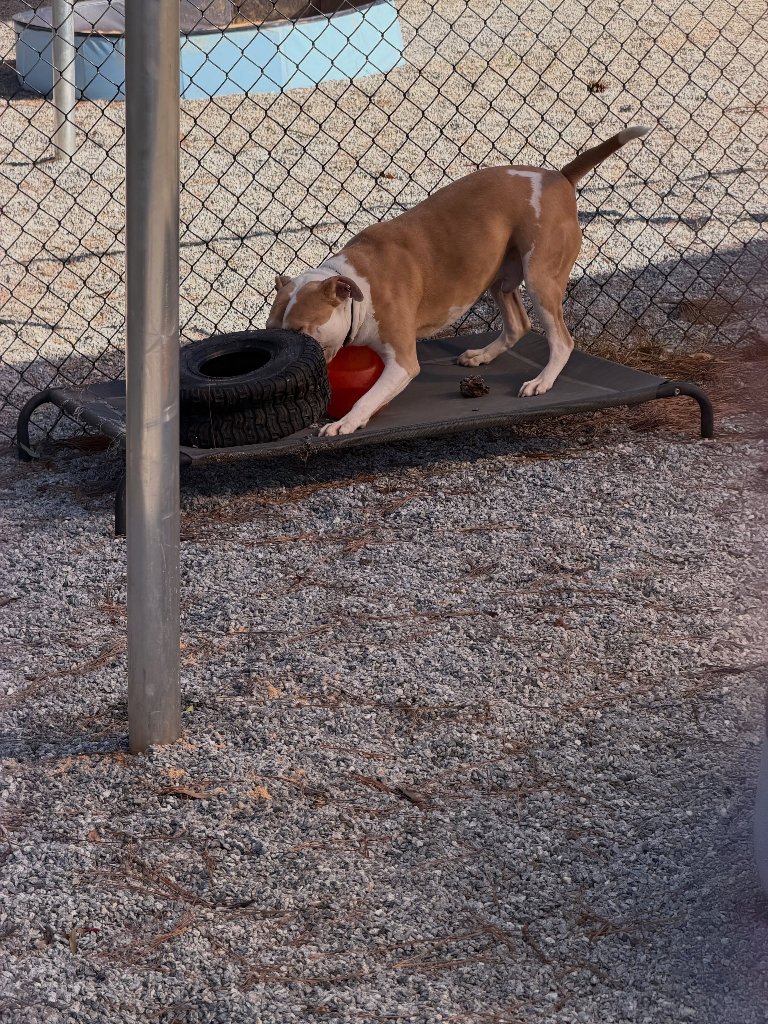 Either the ball or the tire is going to have to give 😂😂 #dogboarding #dogtraining #dogsofinstagram