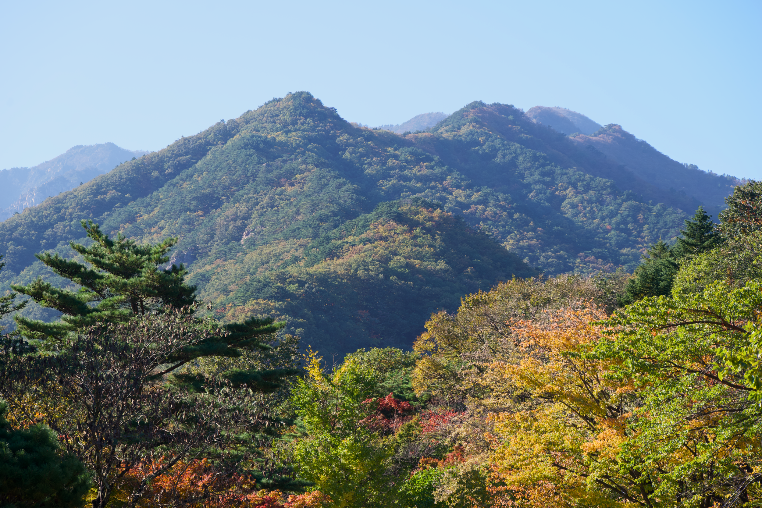 A scenic view of mountain peaks covered in dense green forest, with some trees showing fall colors and a clear blue sky in the background.