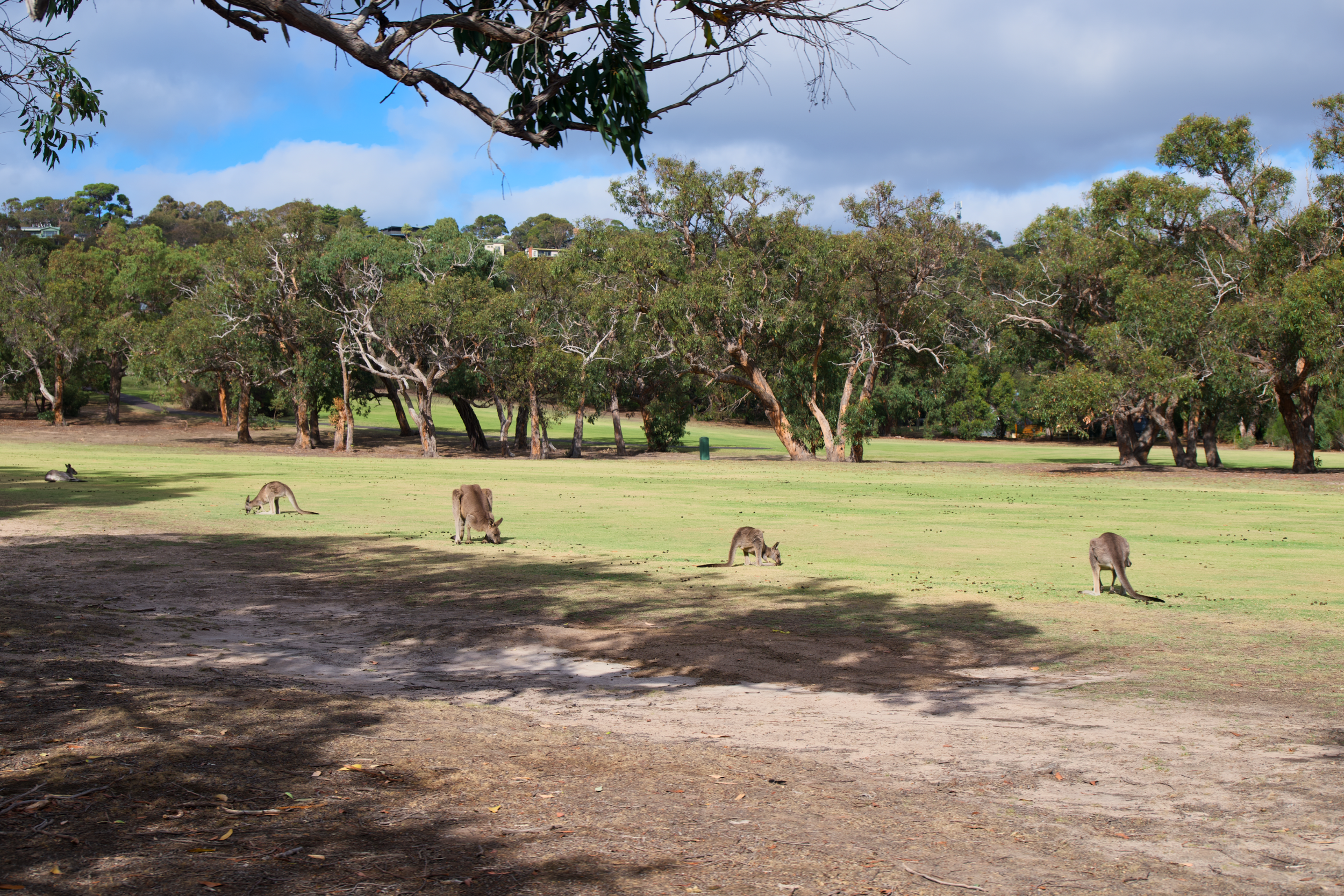 A grassy park with several kangaroos grazing and resting under trees, with a partly cloudy sky overhead.