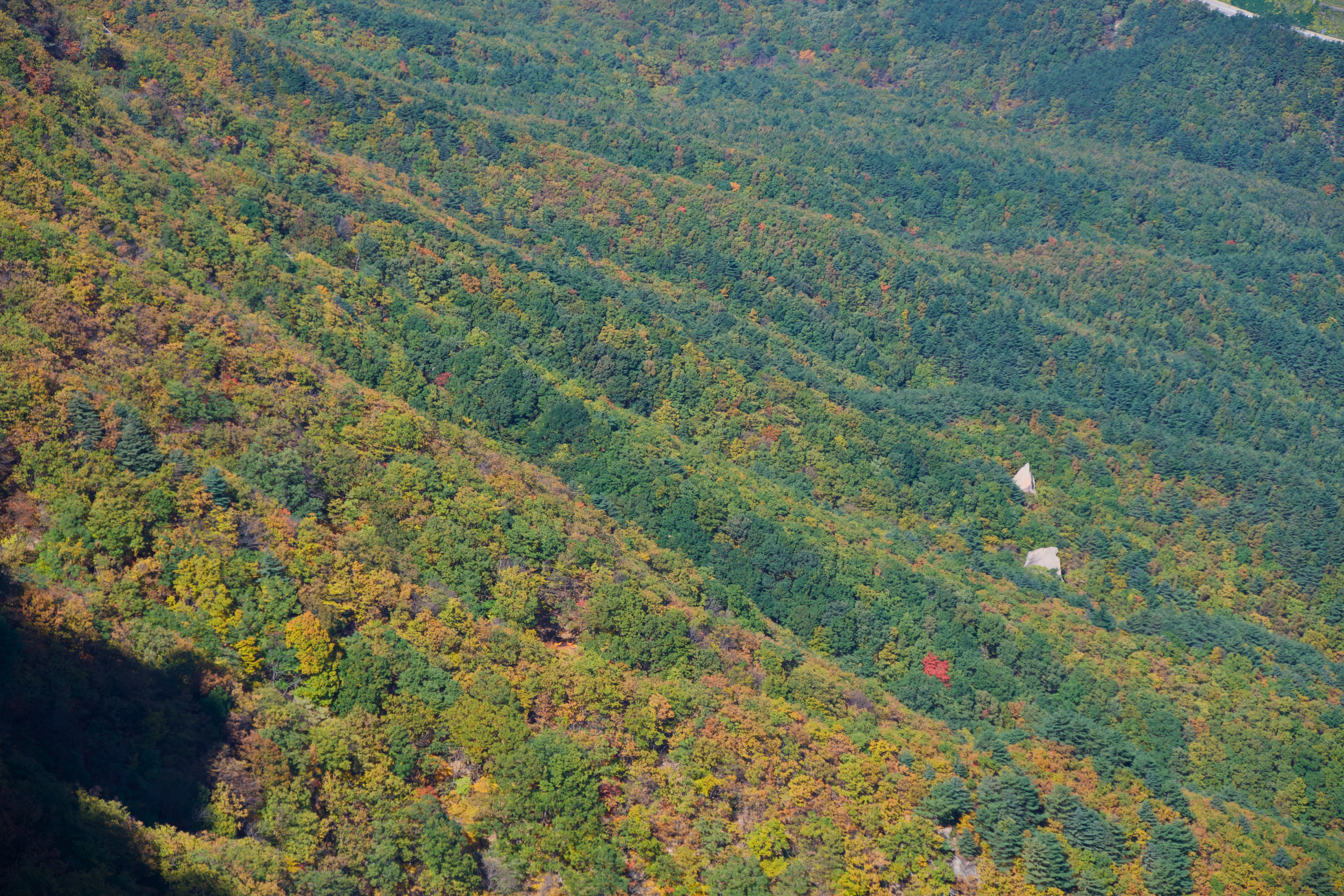 Aerial view of a densely forested mountain with trees showing fall foliage in green, yellow, and orange hues.