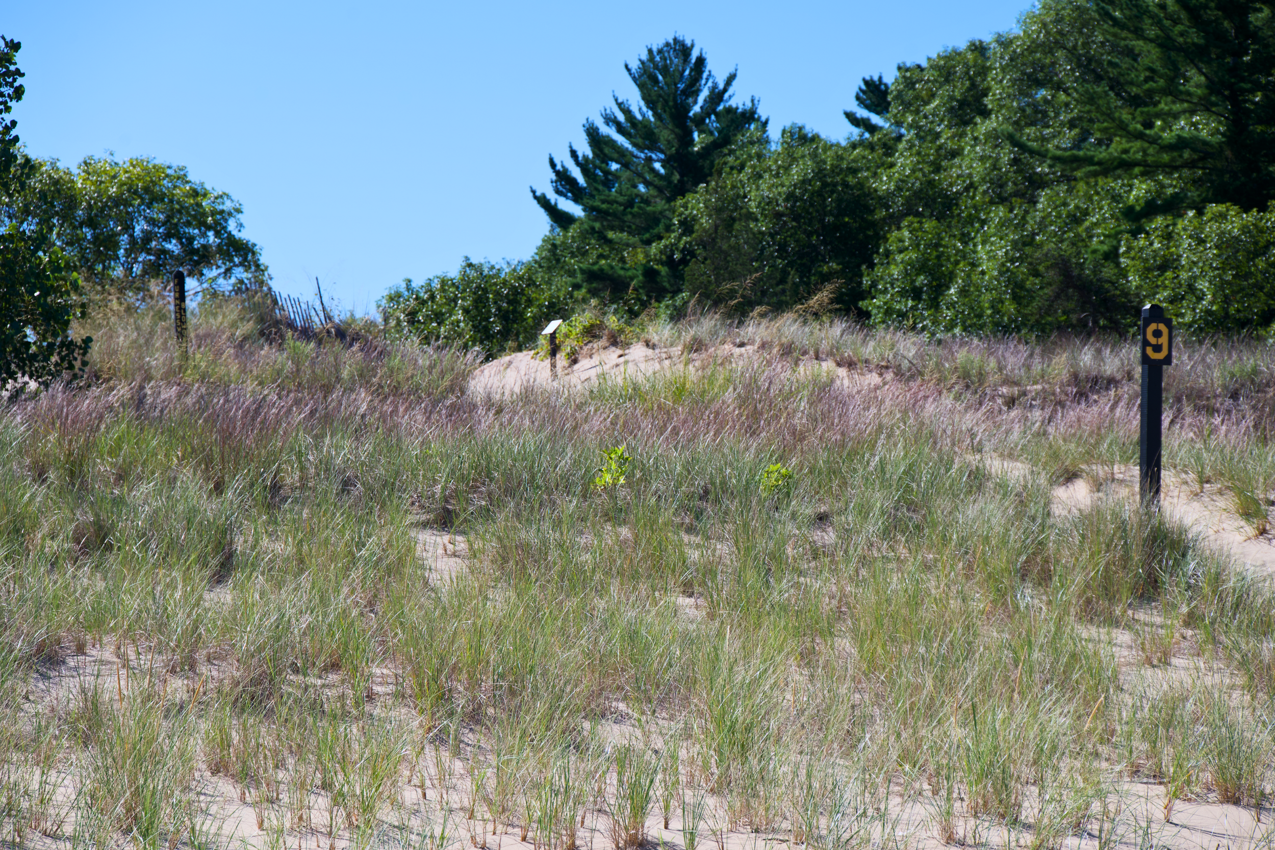 Indiana Dunes National Park dunes in summer