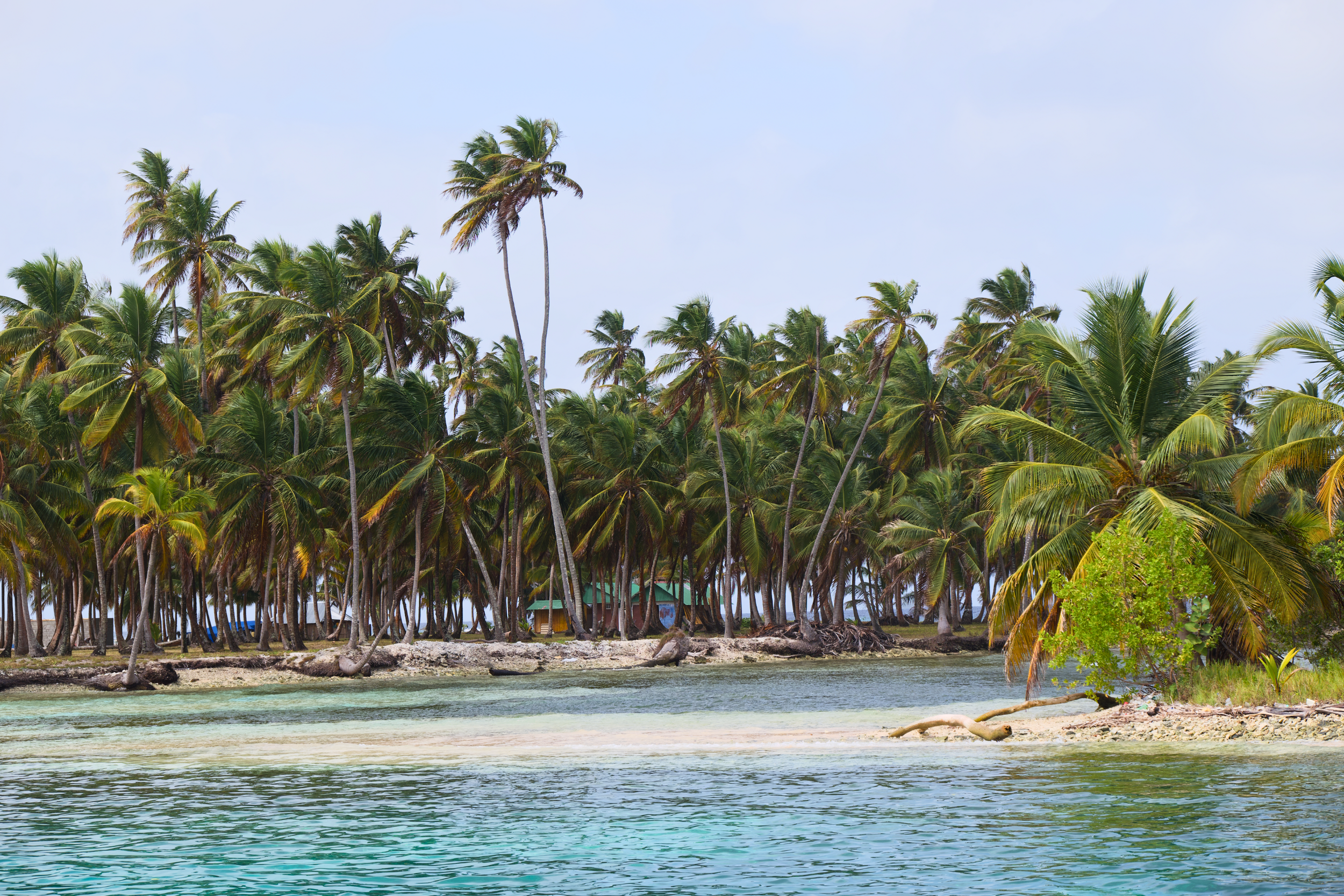 Tropical beach scene with calm water, sandy shore, and dense cluster of tall palm trees under blue sky.