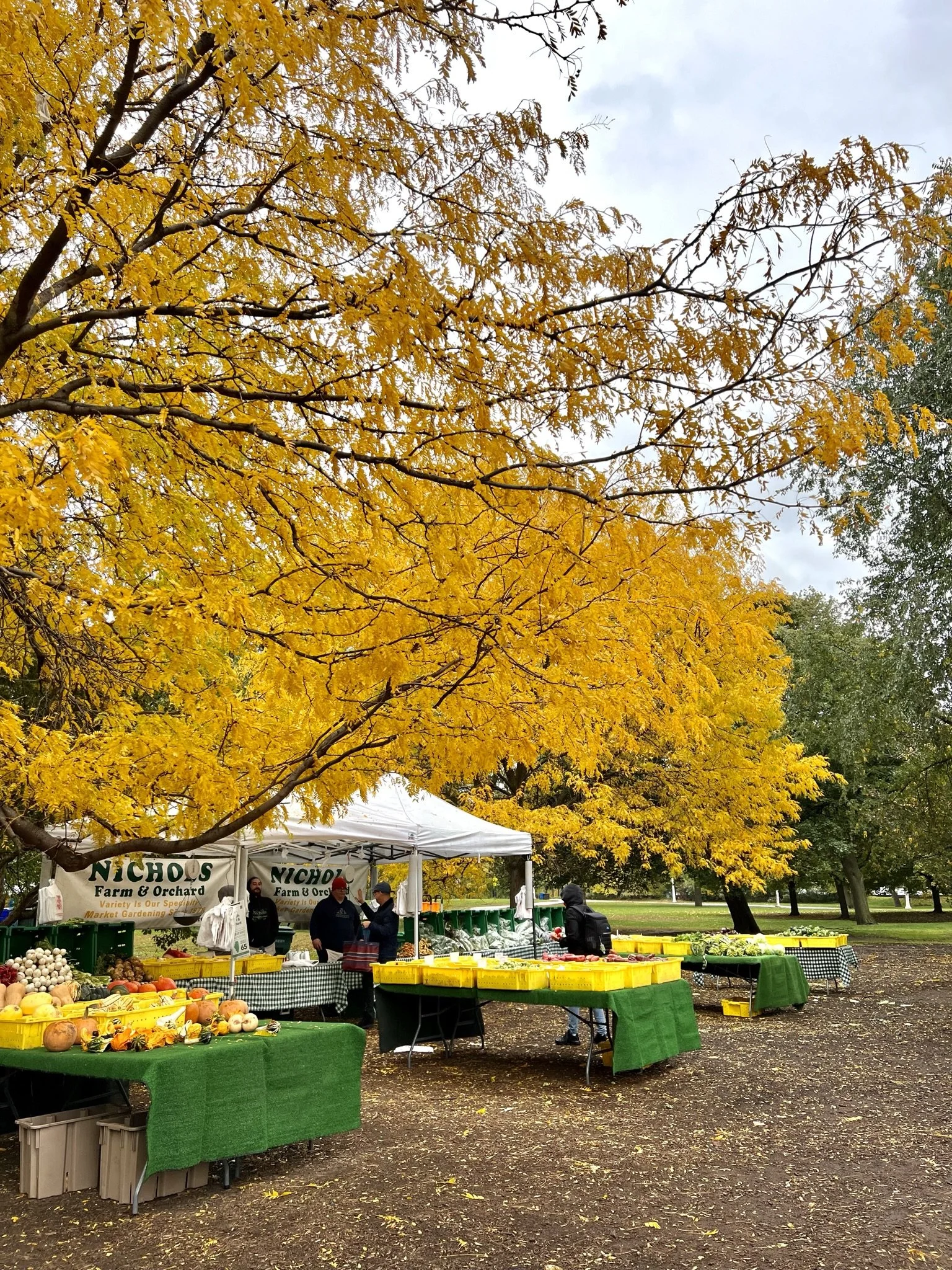 Fall in Love with Chicago: The Ultimate Autumn Guide to the Windy City ...