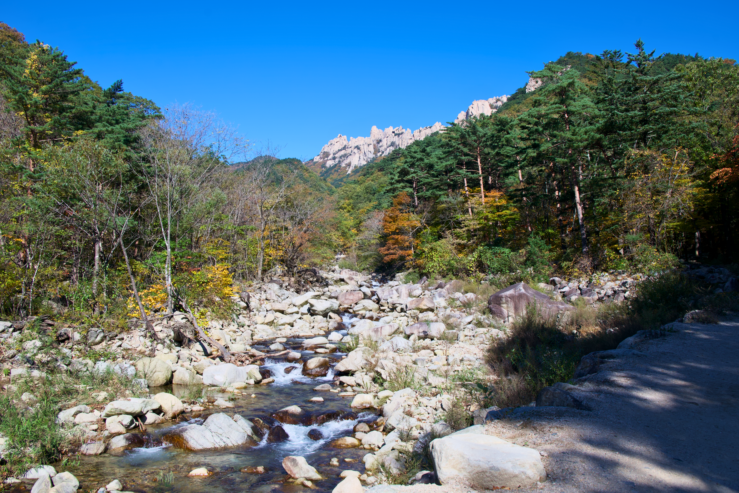A rocky creek flowing through a forest with mountains in the background and a clear blue sky overhead.