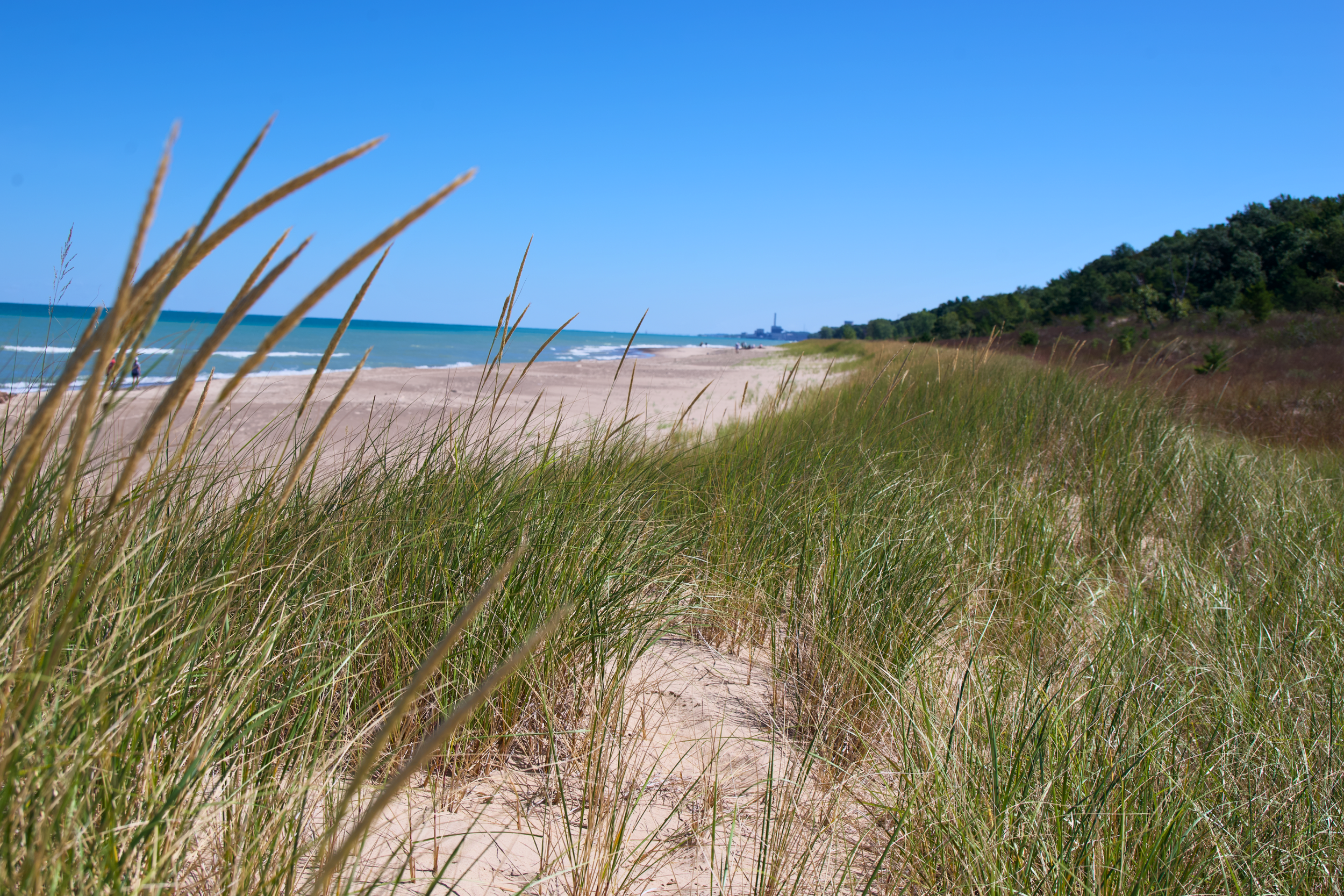 A sandy beach with green dune grass, blue ocean with gentle waves, and a clear blue sky, with distant trees and a city skyline on the horizon.