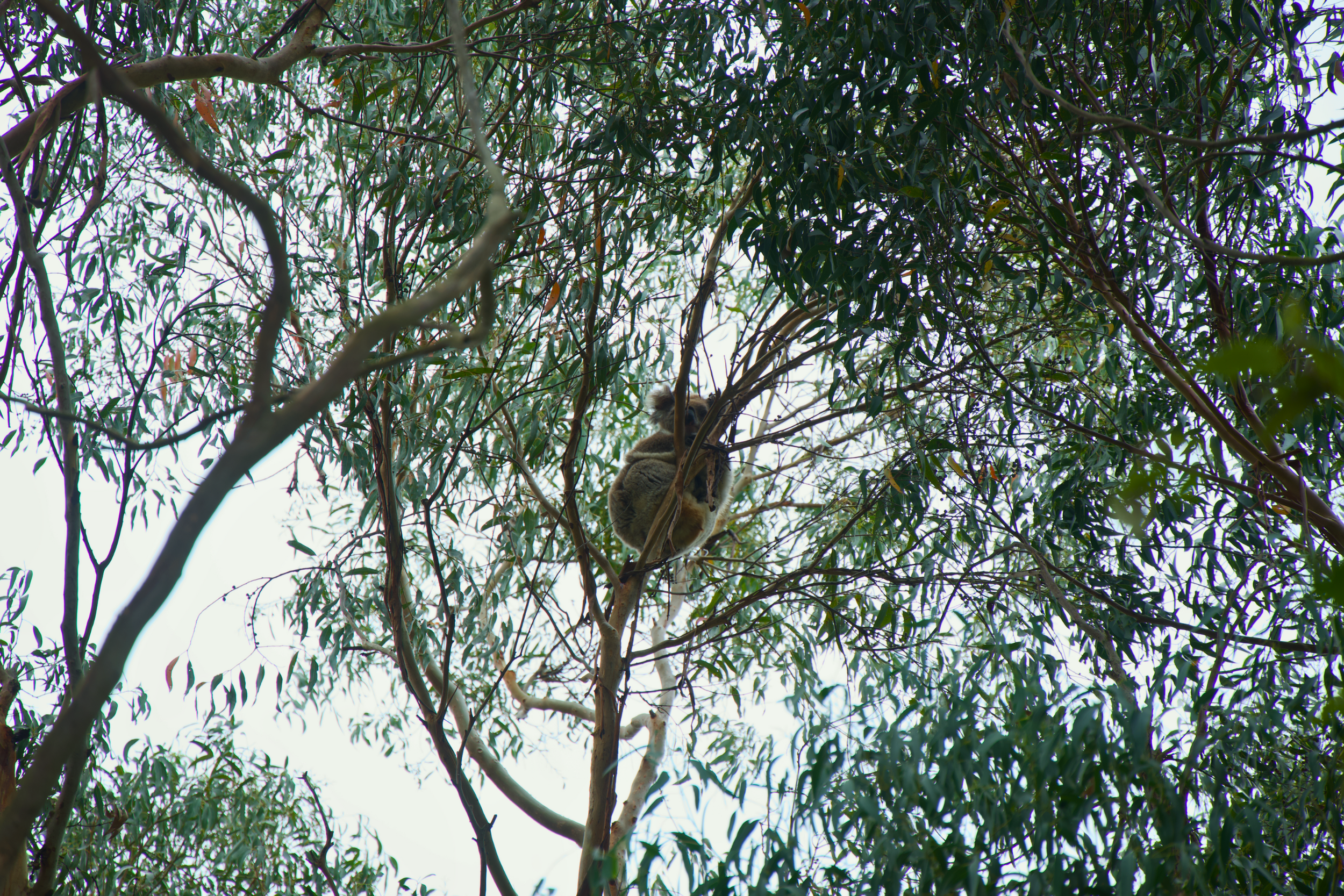 Koala sitting in a tree surrounded by green leaves.