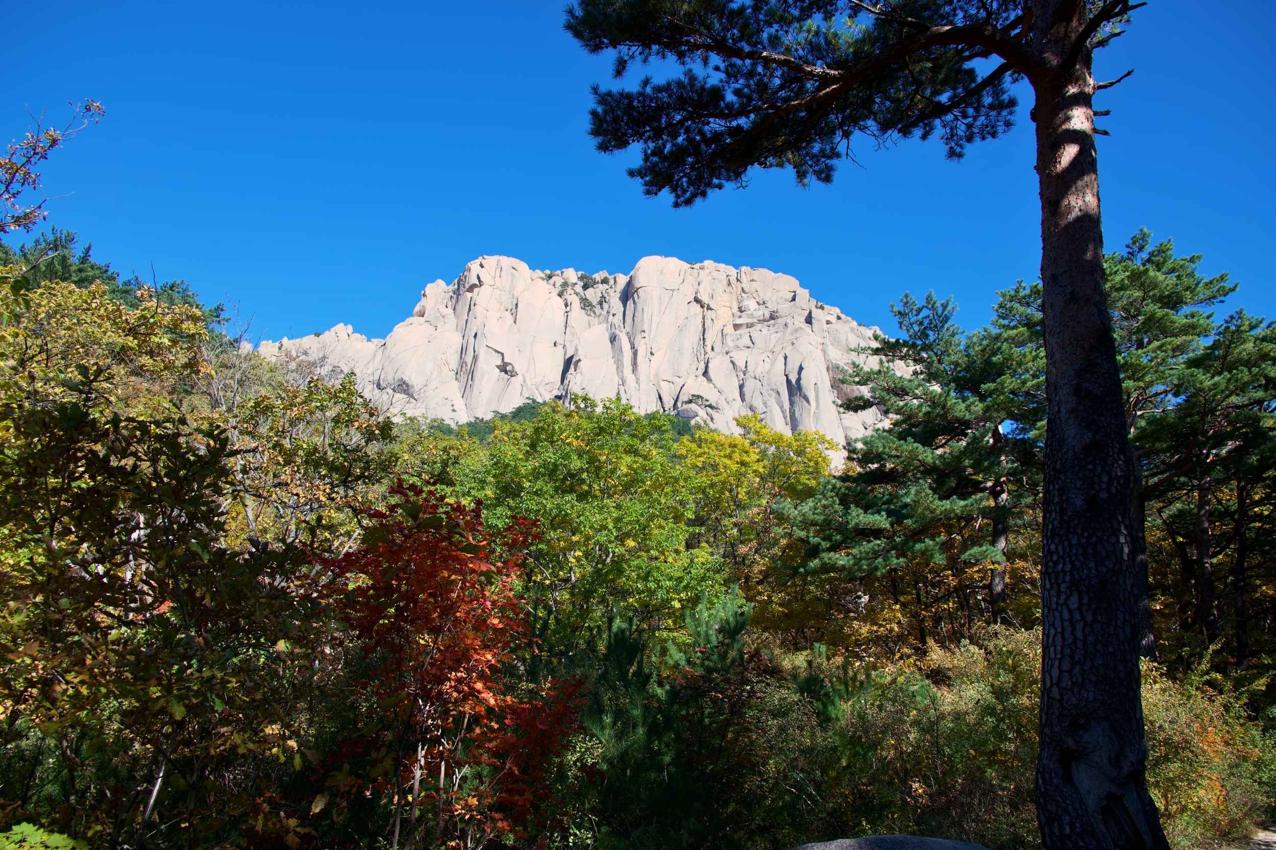 A scenic view of a rocky mountain behind a forest of green trees and foliage, with a large pine tree in the foreground and a clear blue sky above.