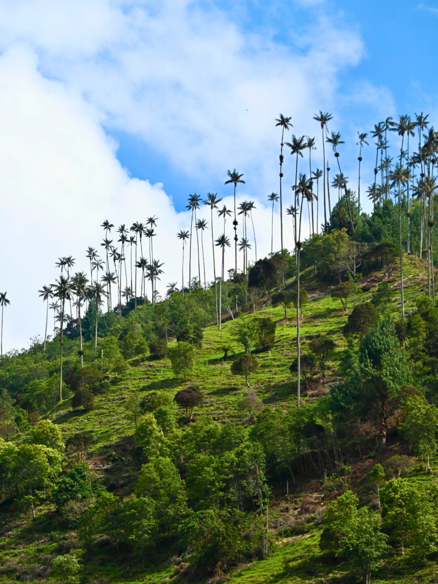 Hill covered with green trees and tall palm trees against a blue sky with clouds.