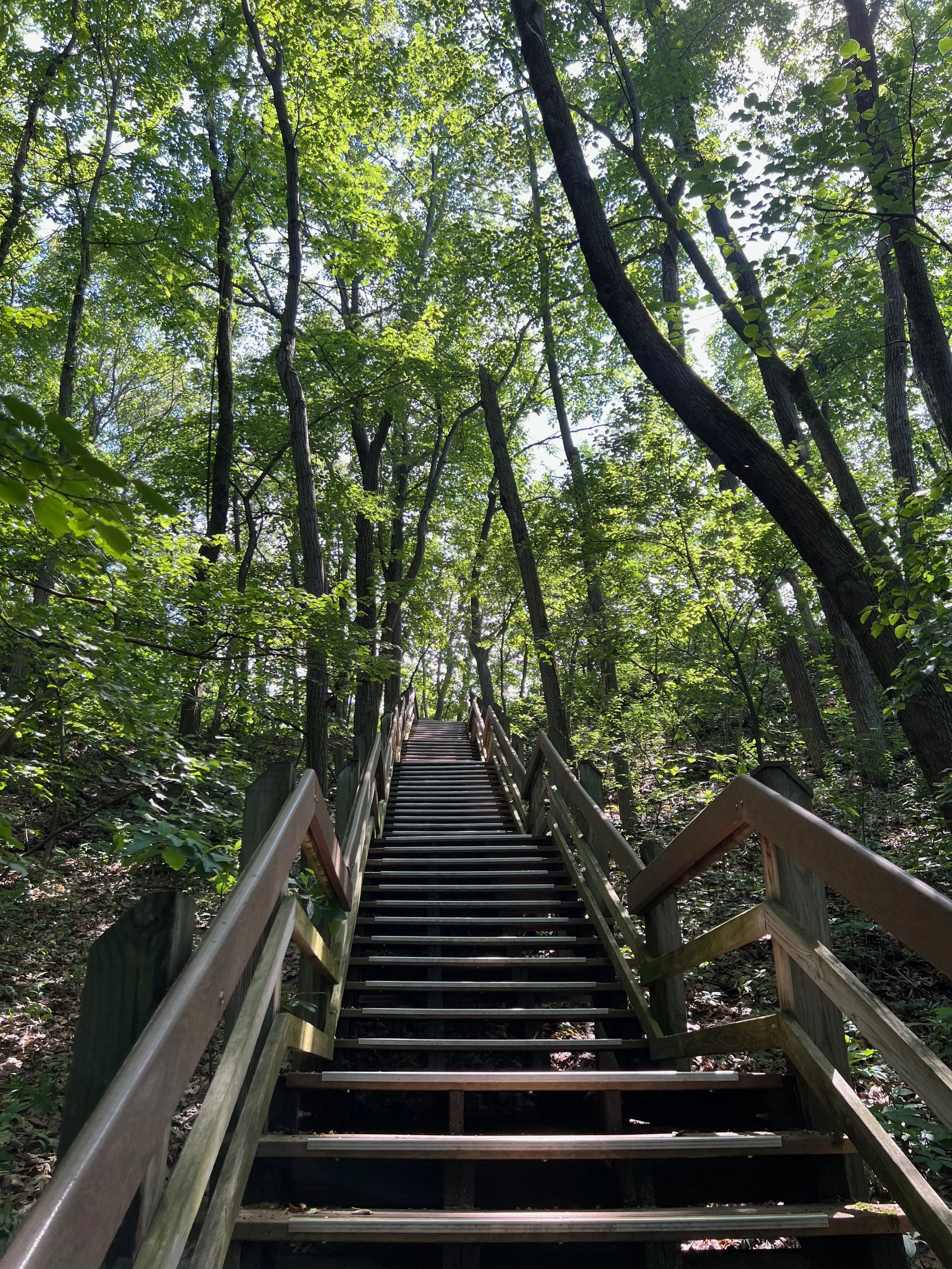 Wooden staircase ascending through dense green forest with sunlight filtering through trees.