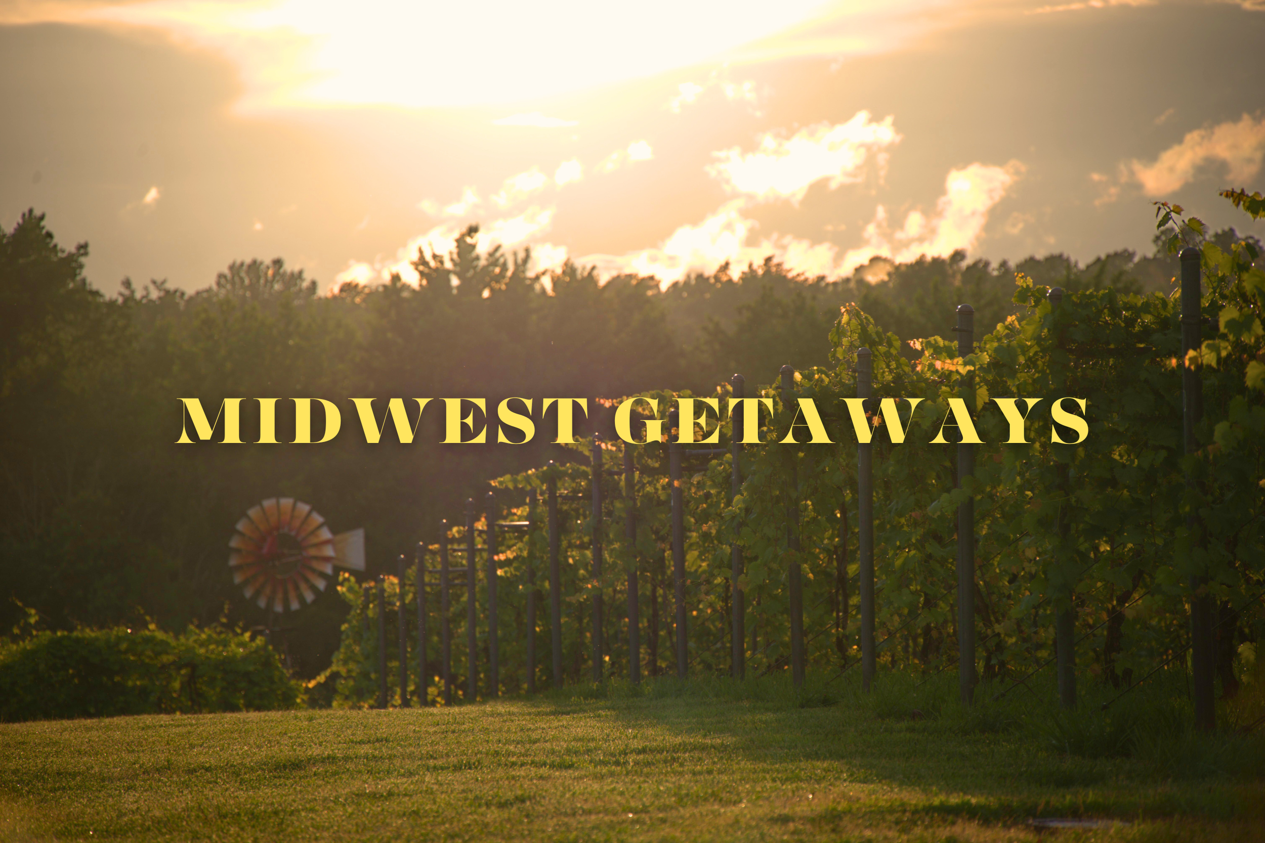 Vineyard with rows of grapevines, a windmill, and a sunset sky in the Midwest.