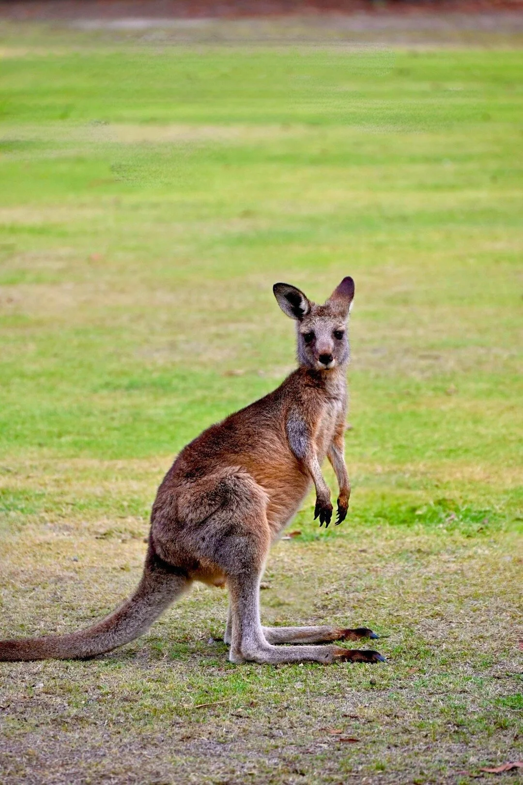 Anglesea Golf Course Kangaroo Walk