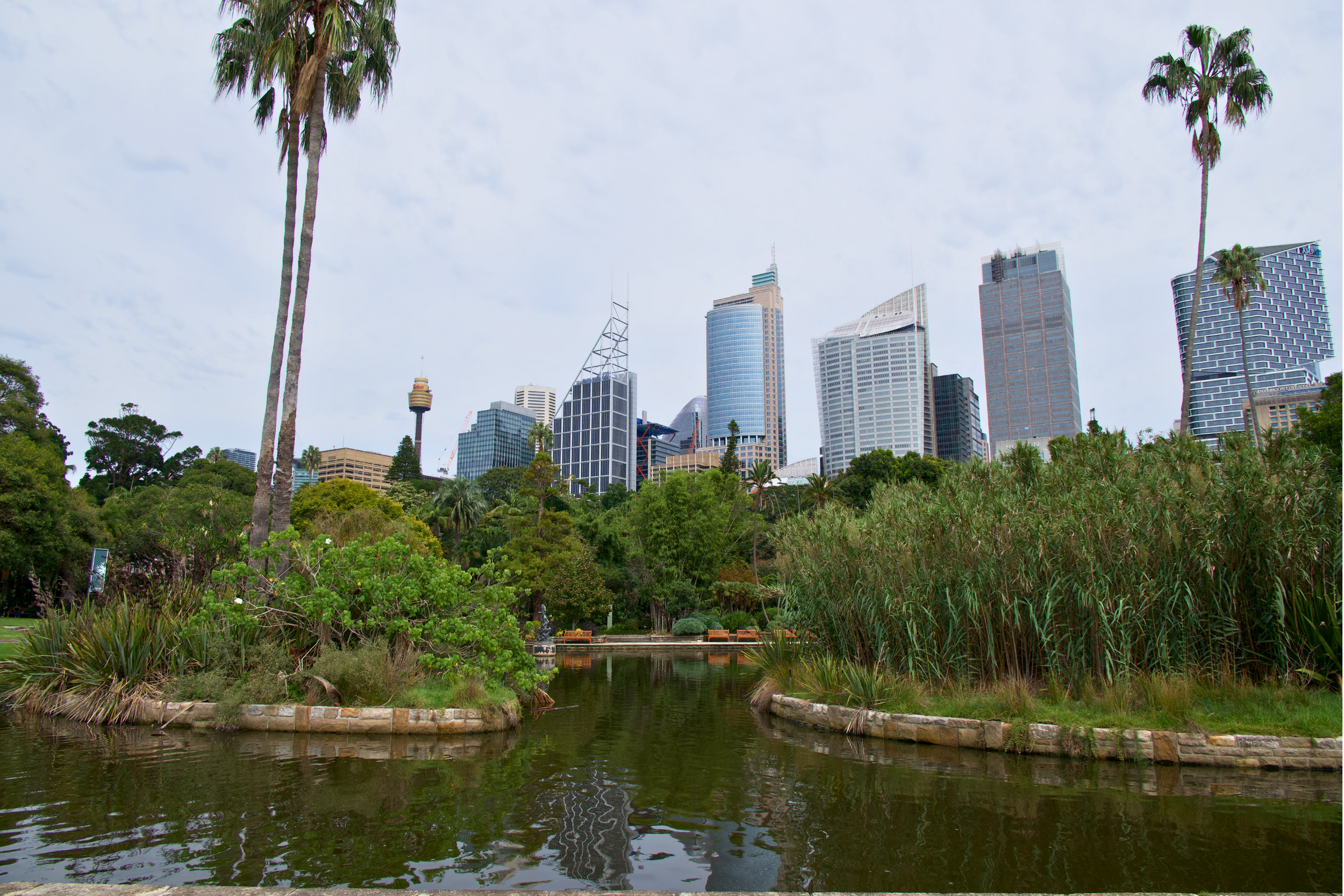 Sydney, Australia skyline view from the Botanic Gardens