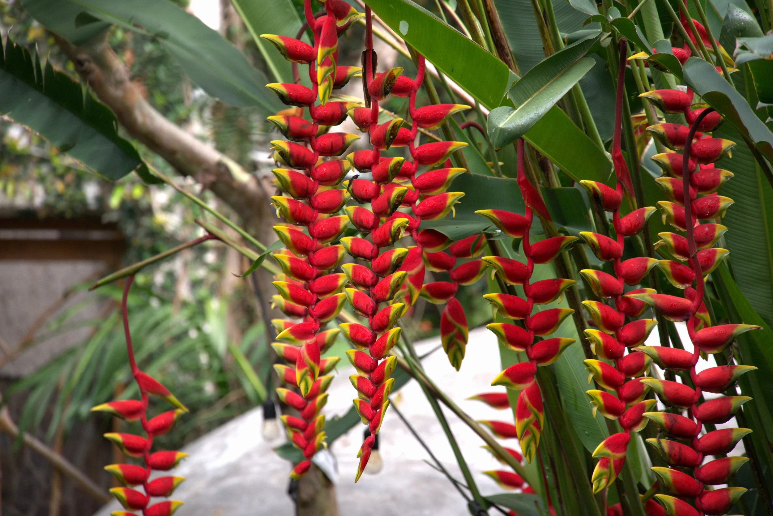 Heliconia (Lobster-claws) in Lake Atitlan, Guatemala