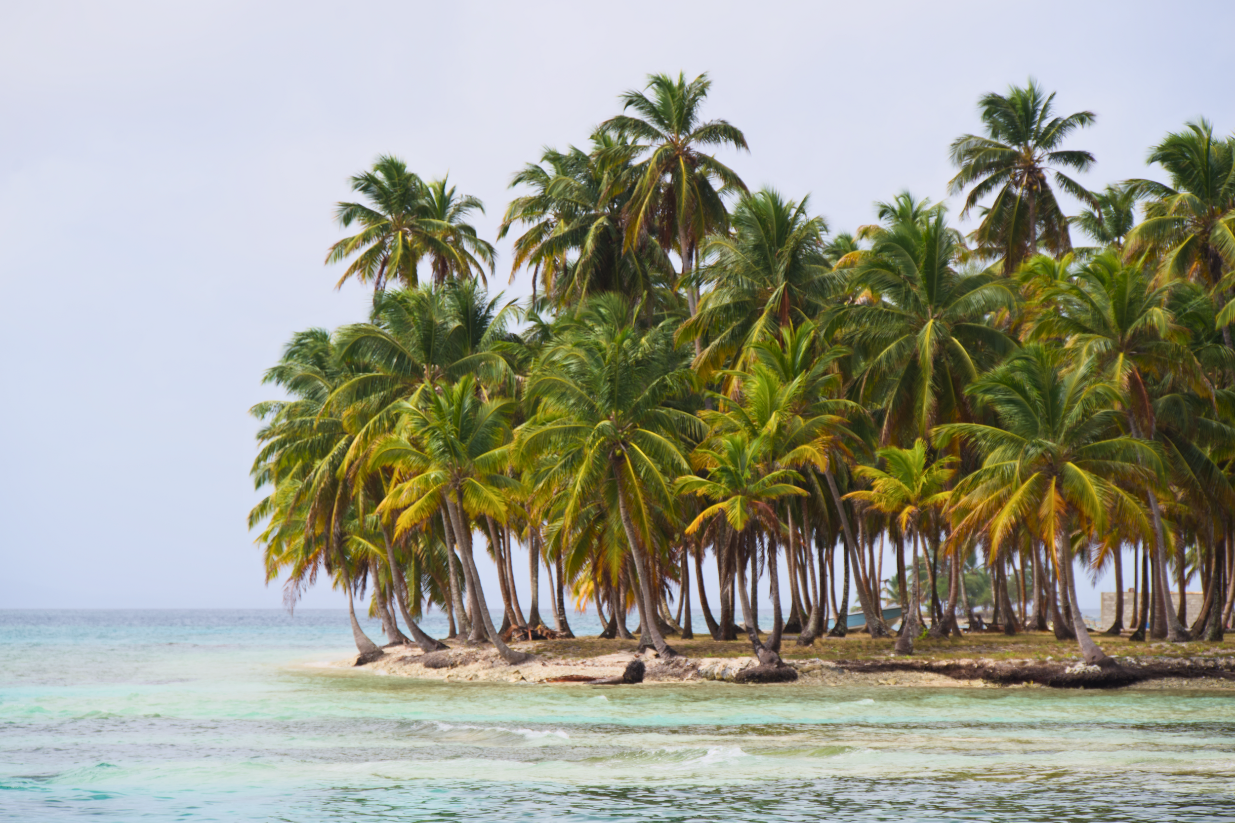 San Blas Islands, Panama Palm trees