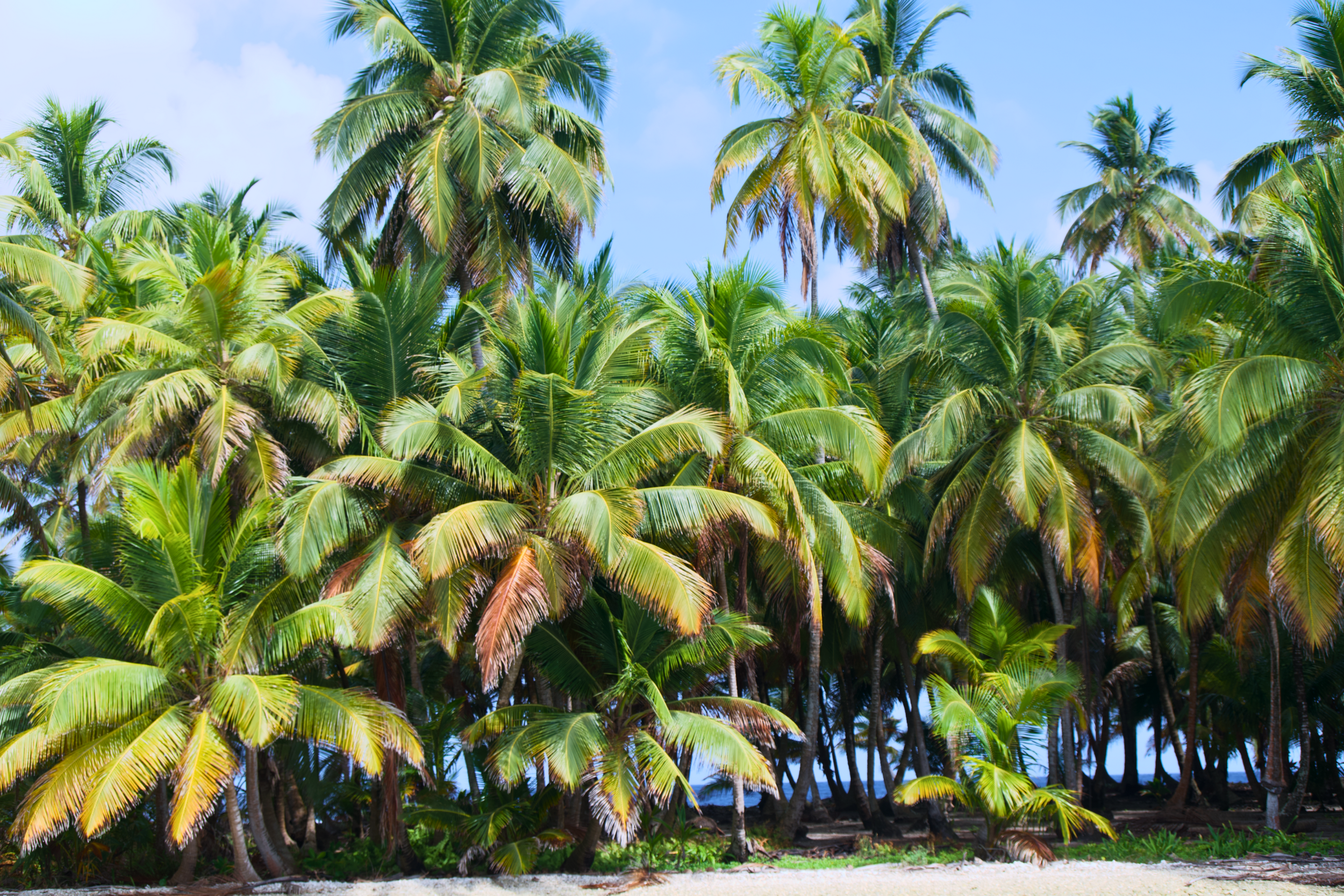 San Blas Islands, Panama Palm trees