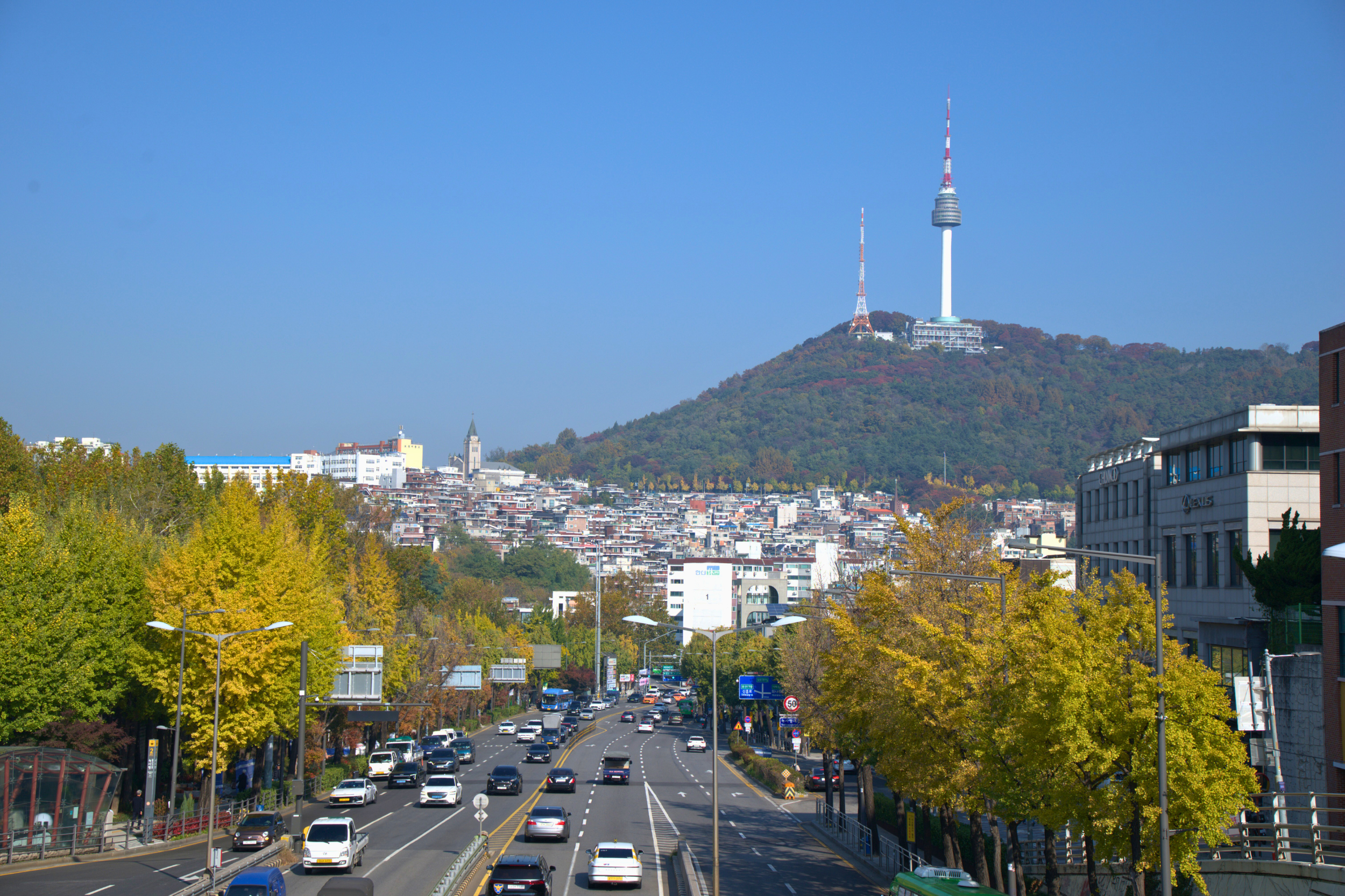 Golden ginkgo trees lining Seoul street during autumn fall season
