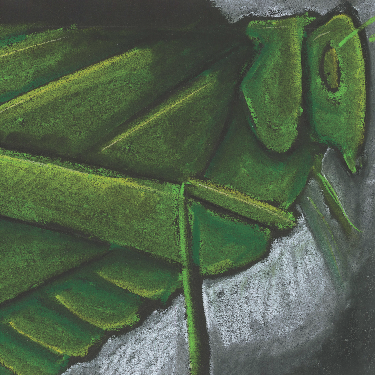 Angular-Wing Katydid.png
