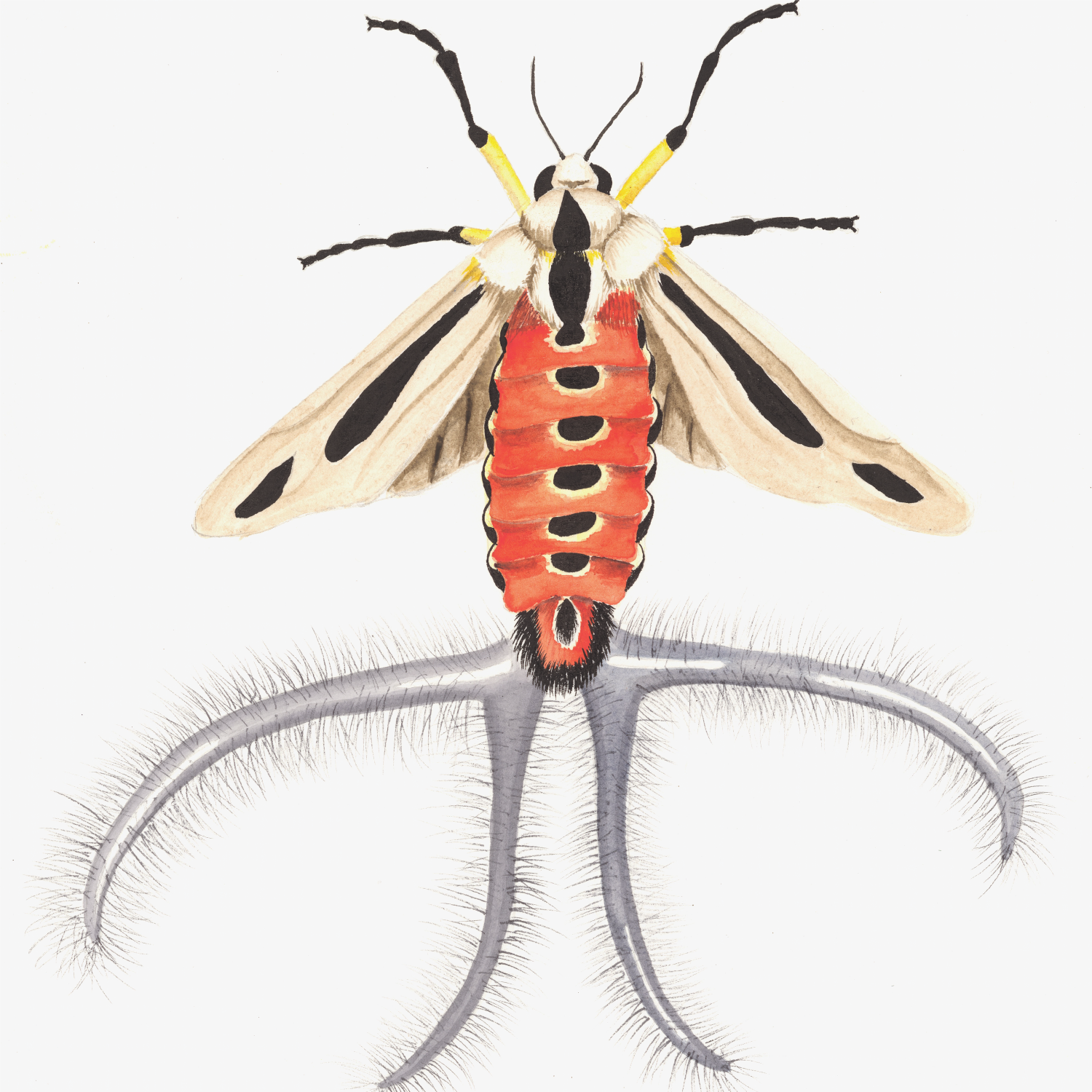 Baphomet Moth.png