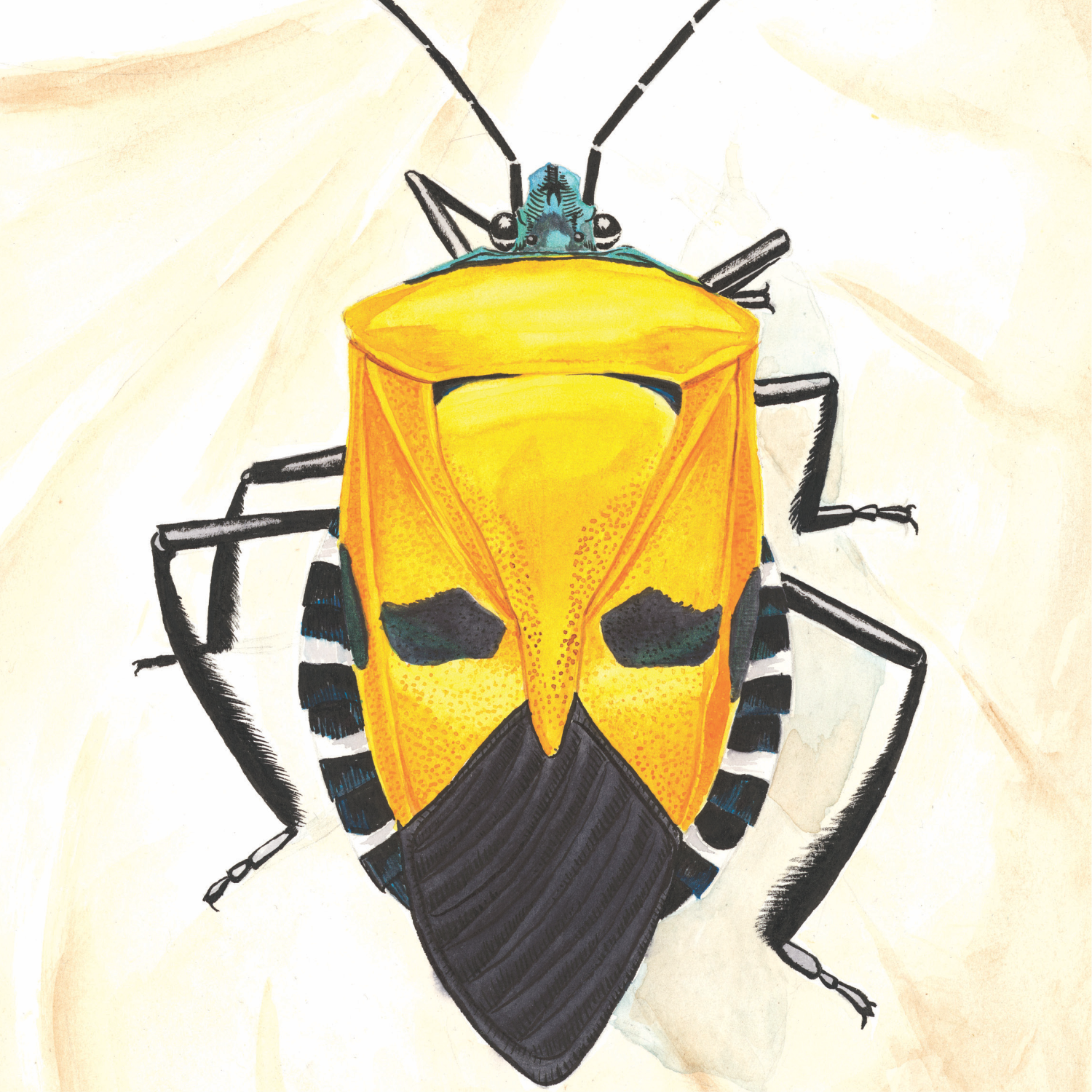ManFaced Stink Bug.png