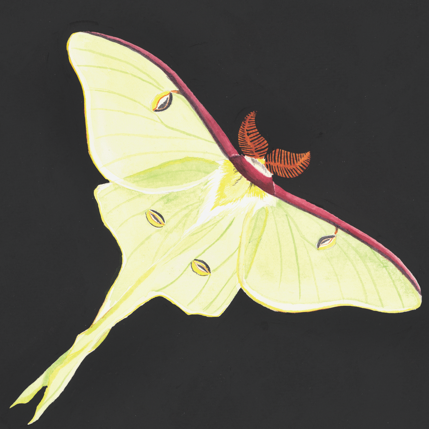 Luna Moth.png