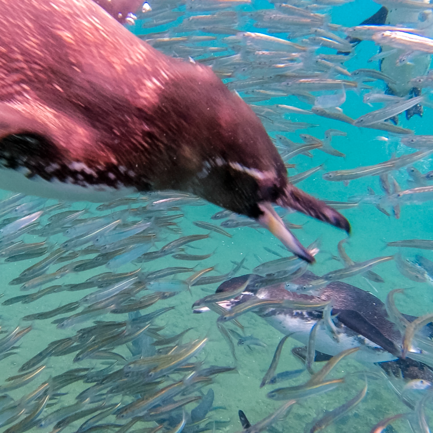 Closer to Nature: Galápagos Wildlife and Photography Tour