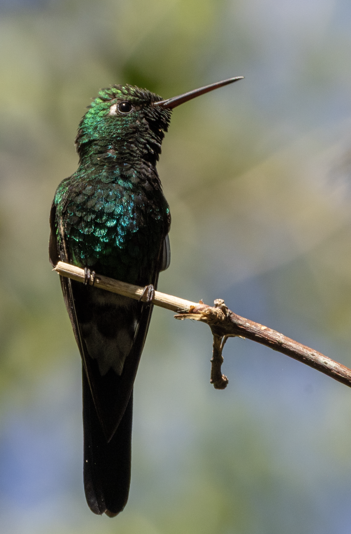 Screenshot 2026-04-03 at 1.05.29 PM.png