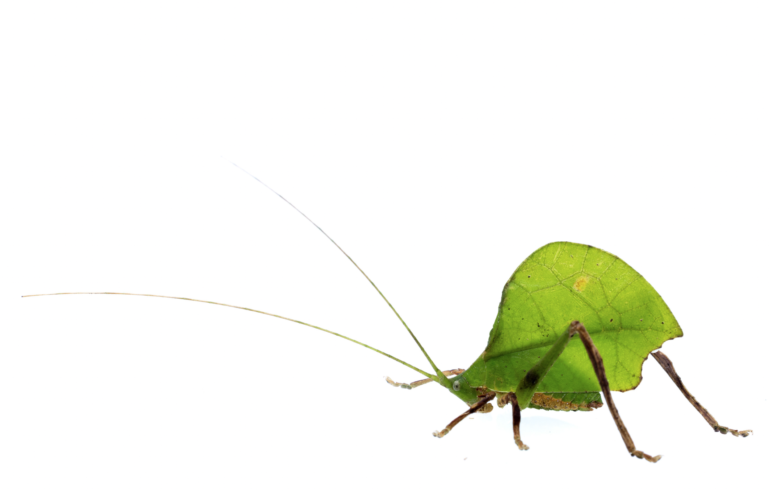 Screenshot 2026-04-03 at 11.43.22 AM.png