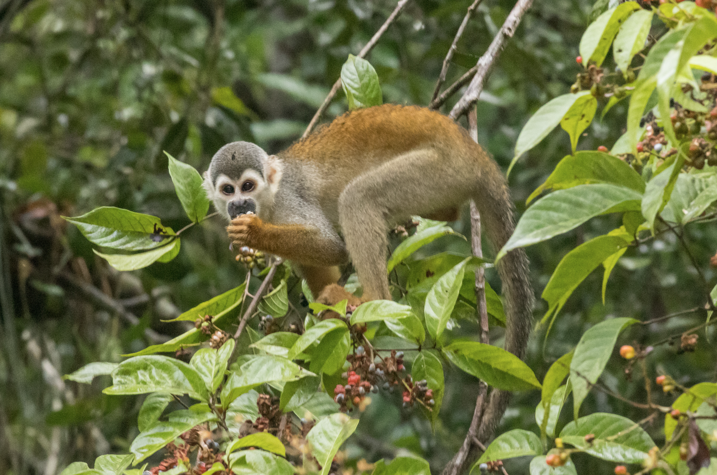 Screenshot 2026-04-03 at 11.41.14 AM.png