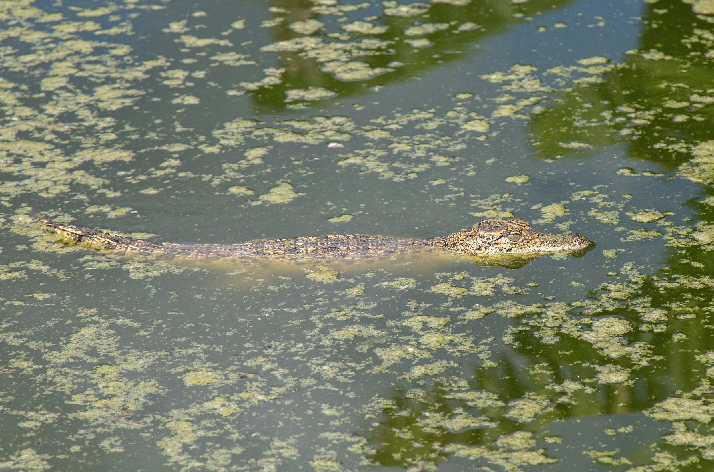 Screenshot 2026-04-03 at 1.13.23 PM.png