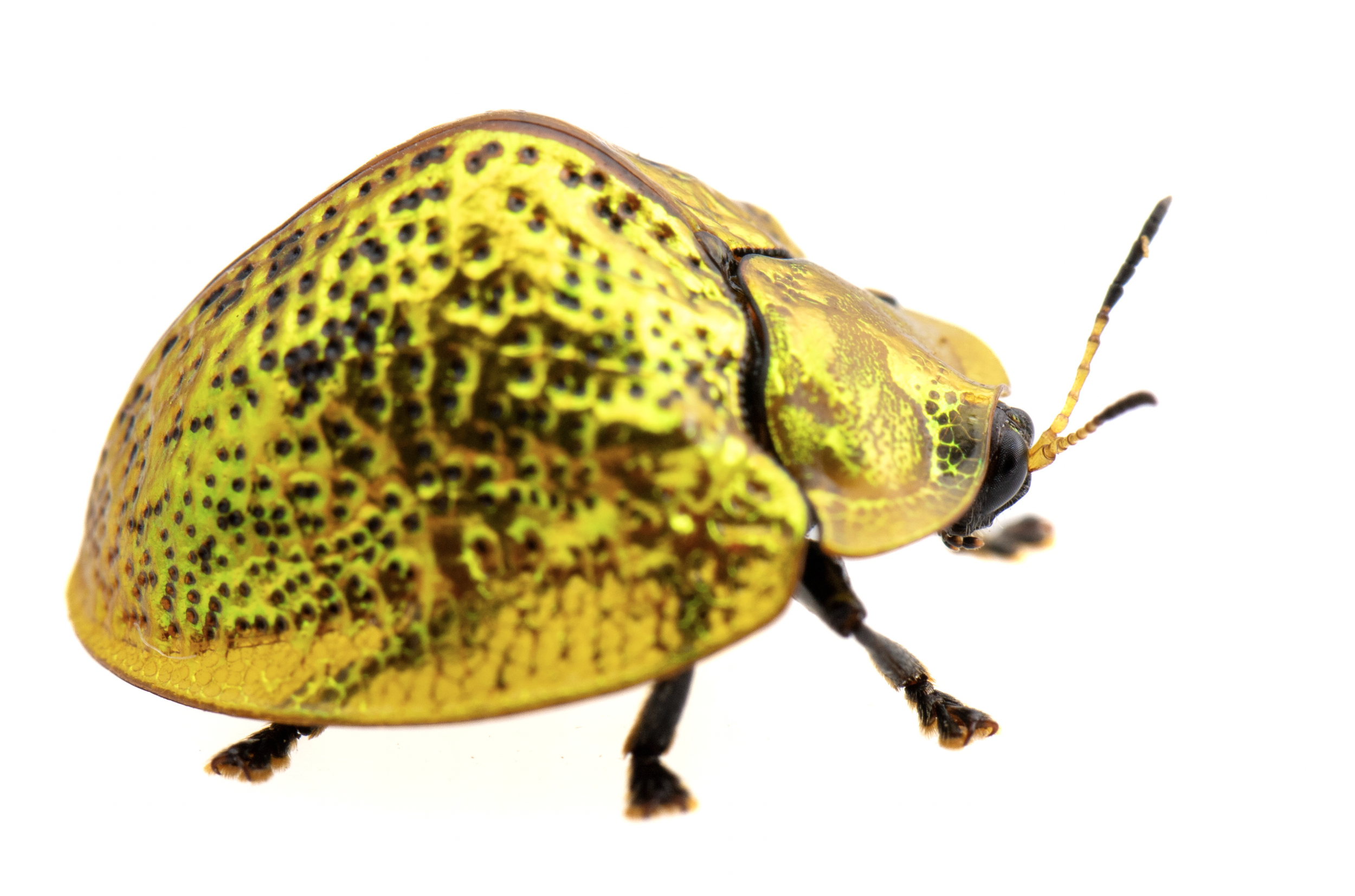 Screenshot 2026-04-03 at 11.43.31 AM.png