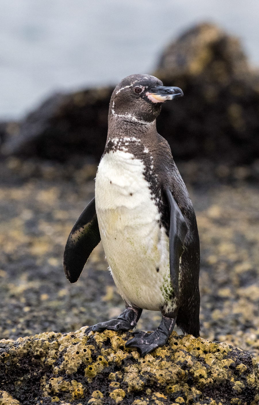 Screenshot 2026-04-01 at 1.31.08 PM.png