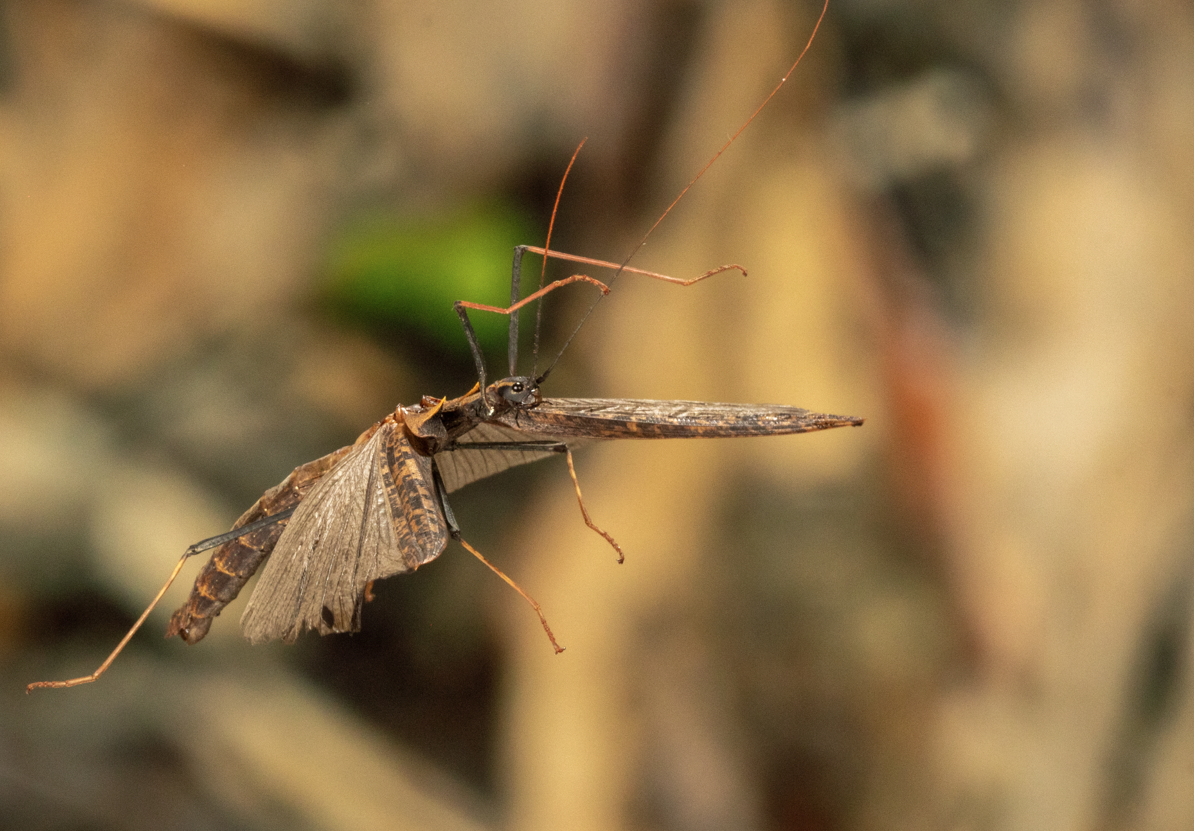 Screenshot 2026-04-03 at 11.44.14 AM.png