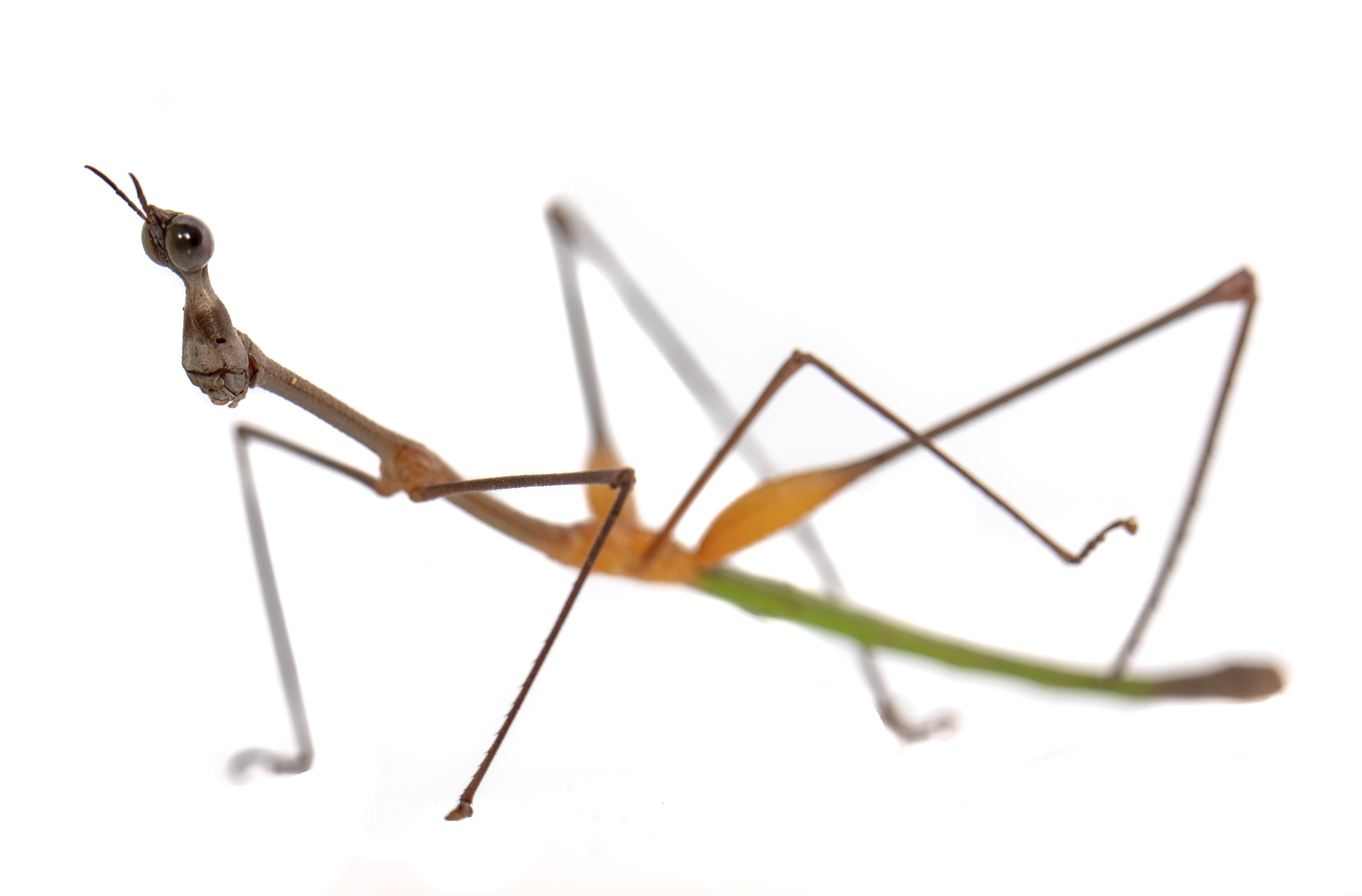 Screenshot 2026-04-03 at 11.43.09 AM.png