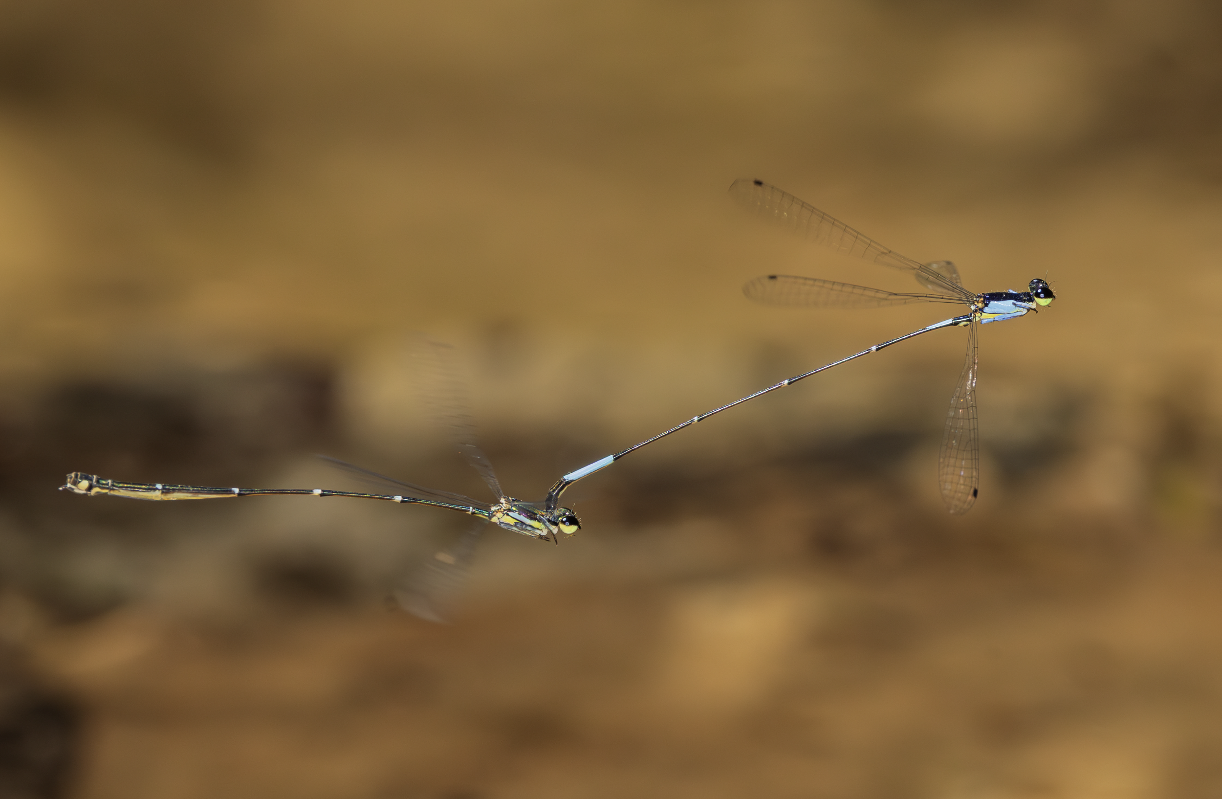 Screenshot 2026-04-03 at 1.08.18 PM.png