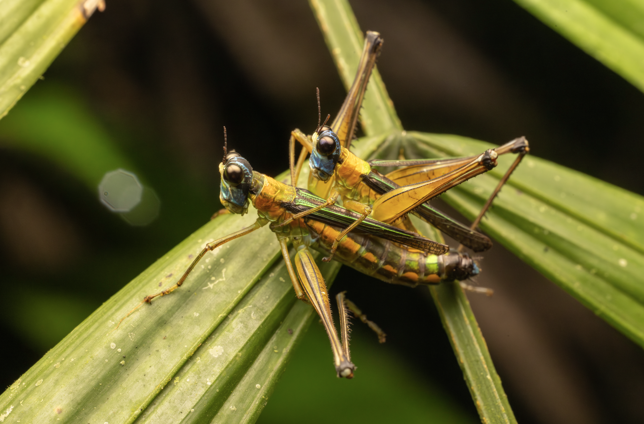 Screenshot 2026-04-03 at 11.47.32 AM.png