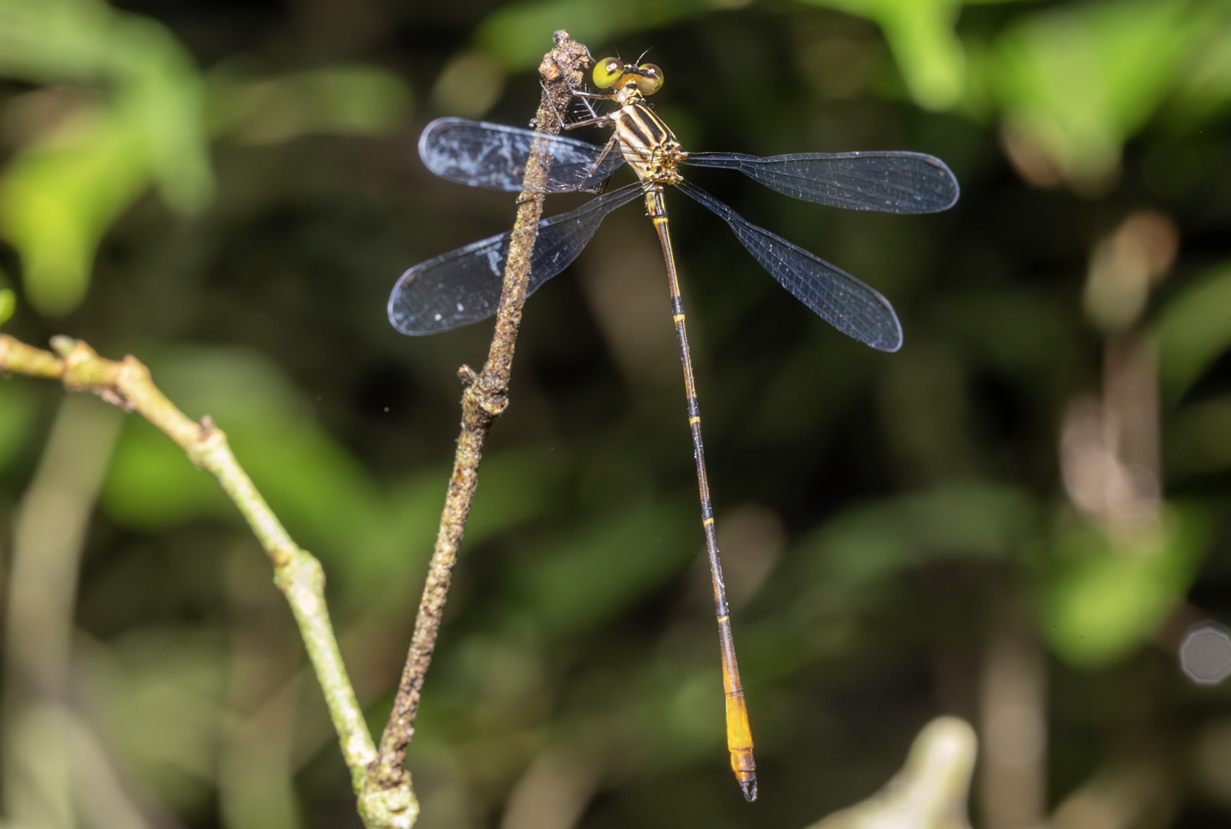 Screenshot 2026-04-03 at 11.44.53 AM.png