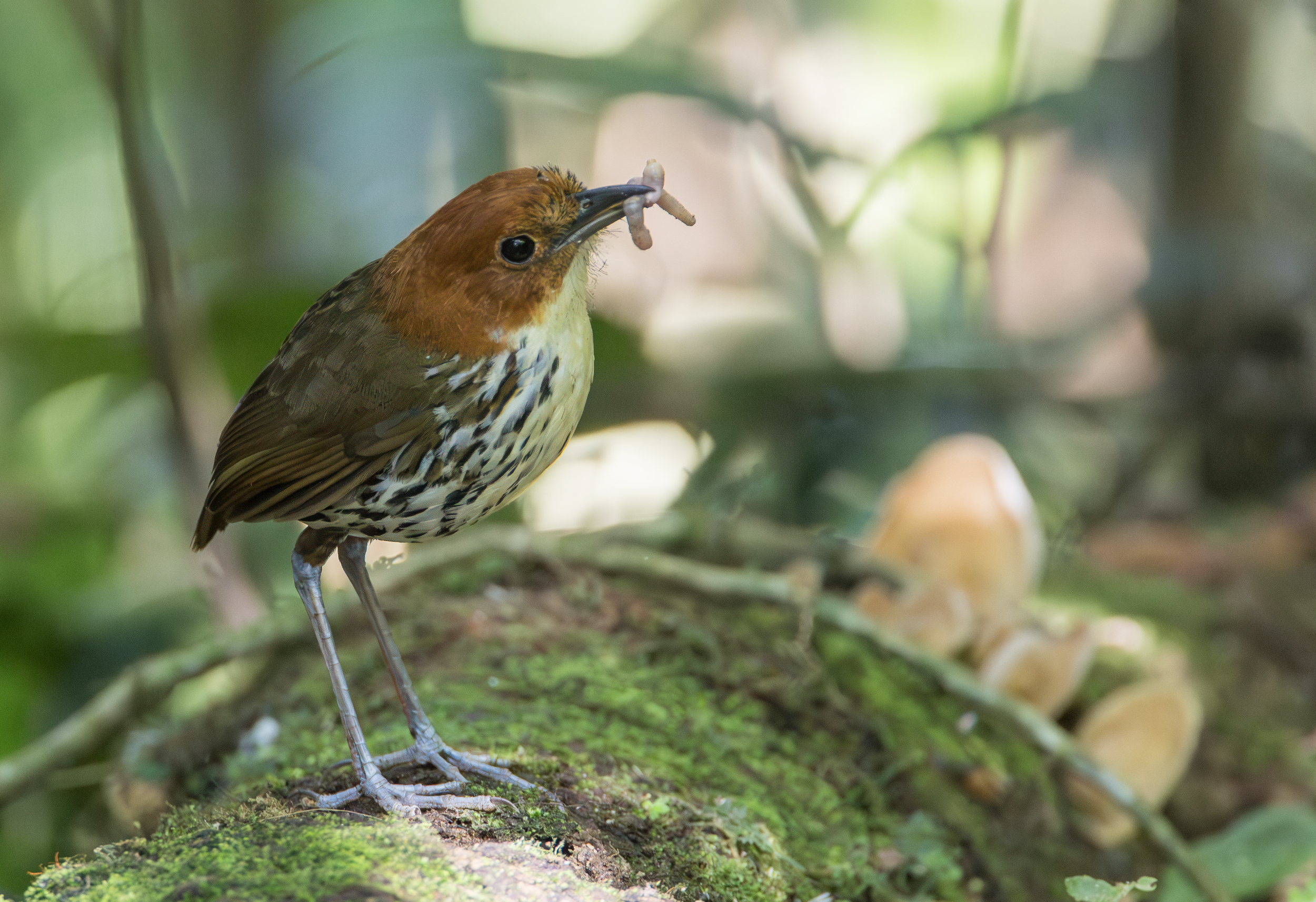 Screenshot 2026-04-07 at 9.42.33 AM.png