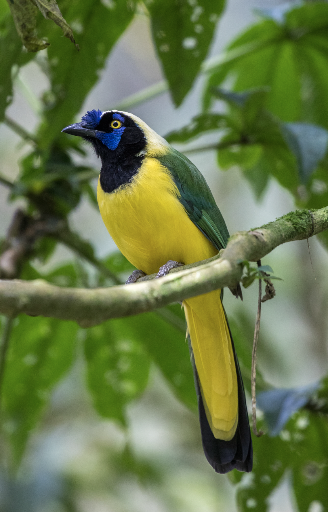 Screenshot 2026-04-07 at 9.45.05 AM.png